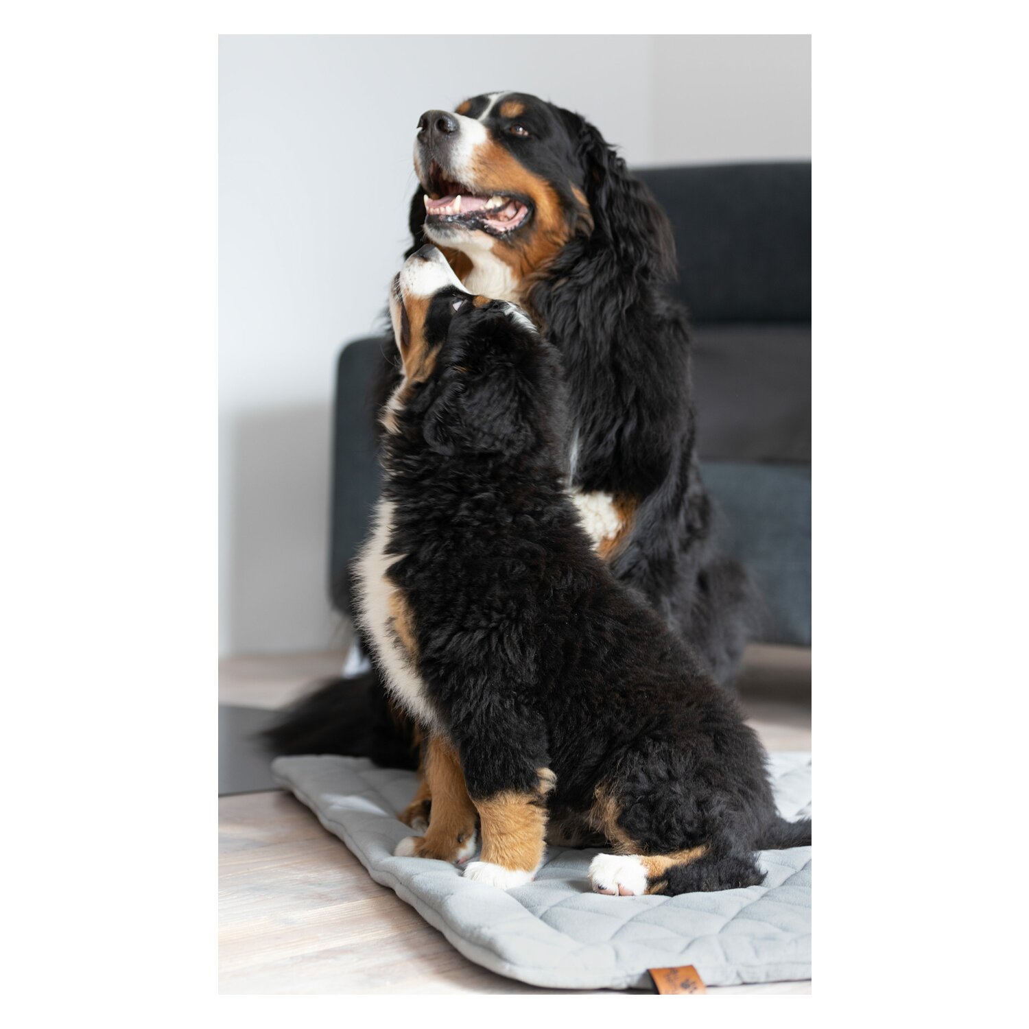 pawberry Hundeplatzdecke Fleece – Ansicht 5