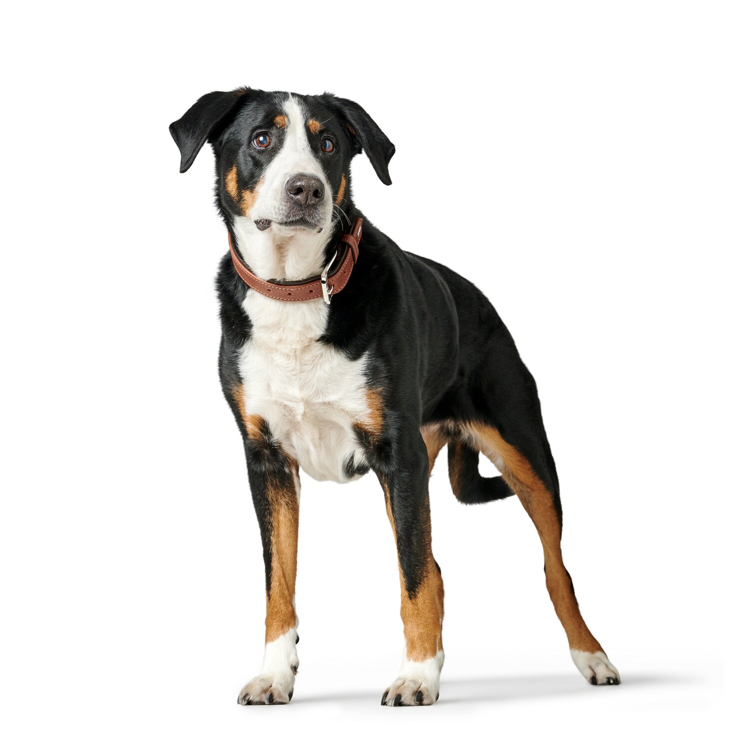 HUNTER Halsband Canadian Up – Ansicht 3