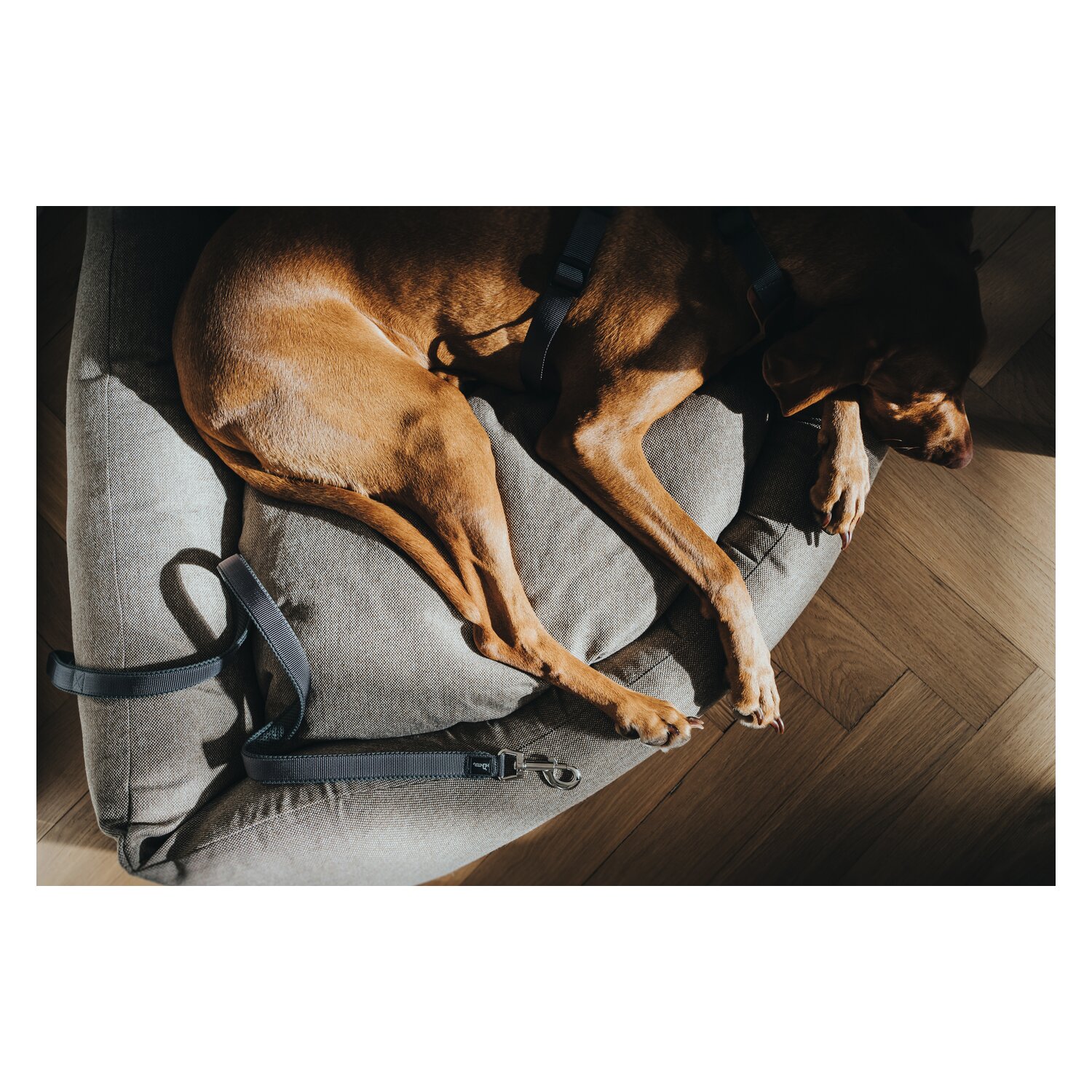 HUNTER Führleine verstellbar Divo & Maldon – Ansicht 3