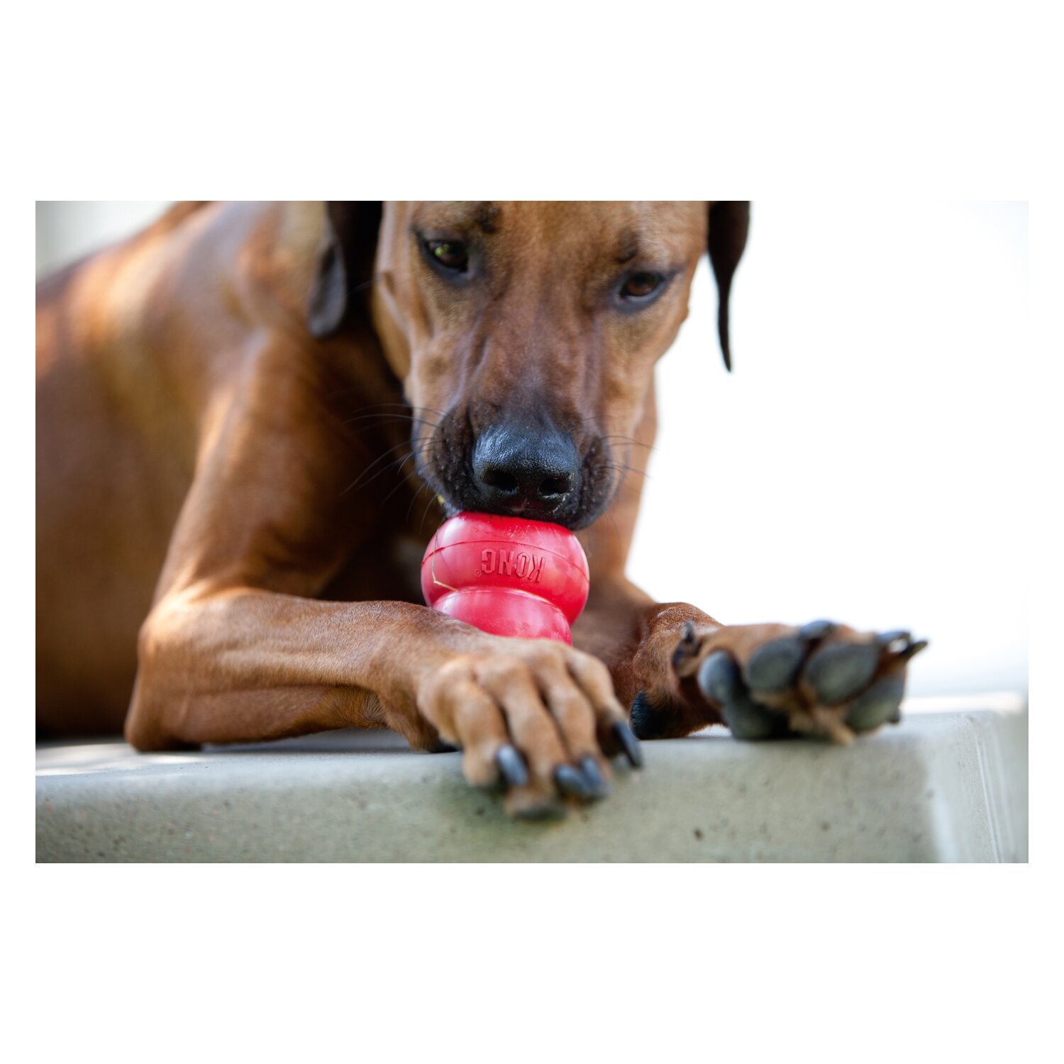 HUNTER KONG CLASSIC – Ansicht 2