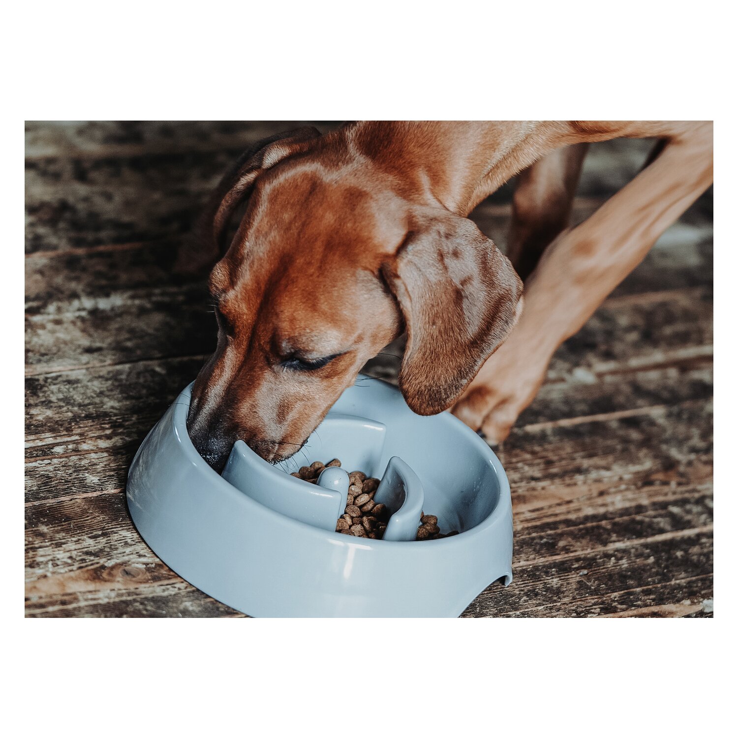 HUNTER Anti-Schlingnapf Atlanta – Ansicht 3