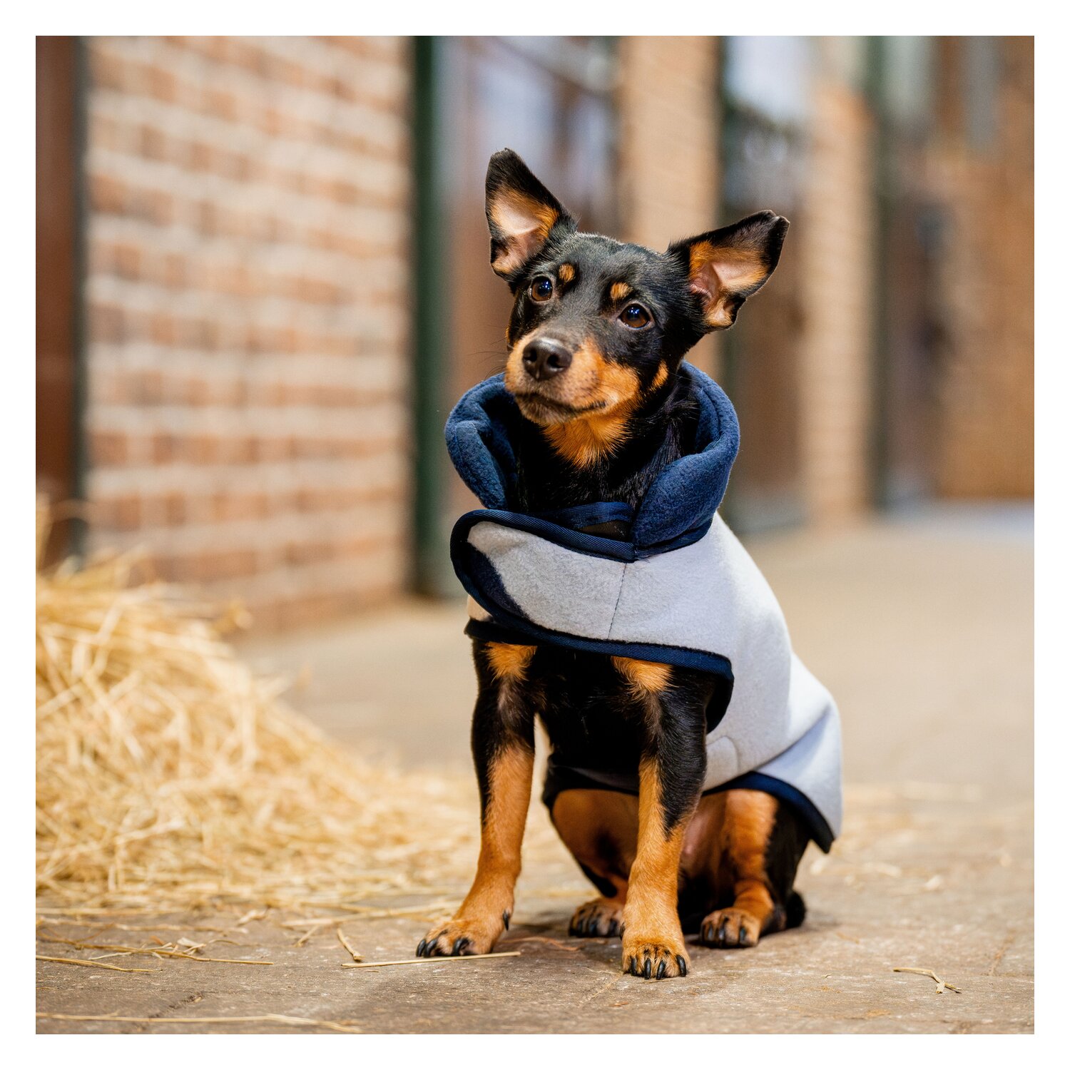 HORSEWARE Hundemantel Fleece – Ansicht 2
