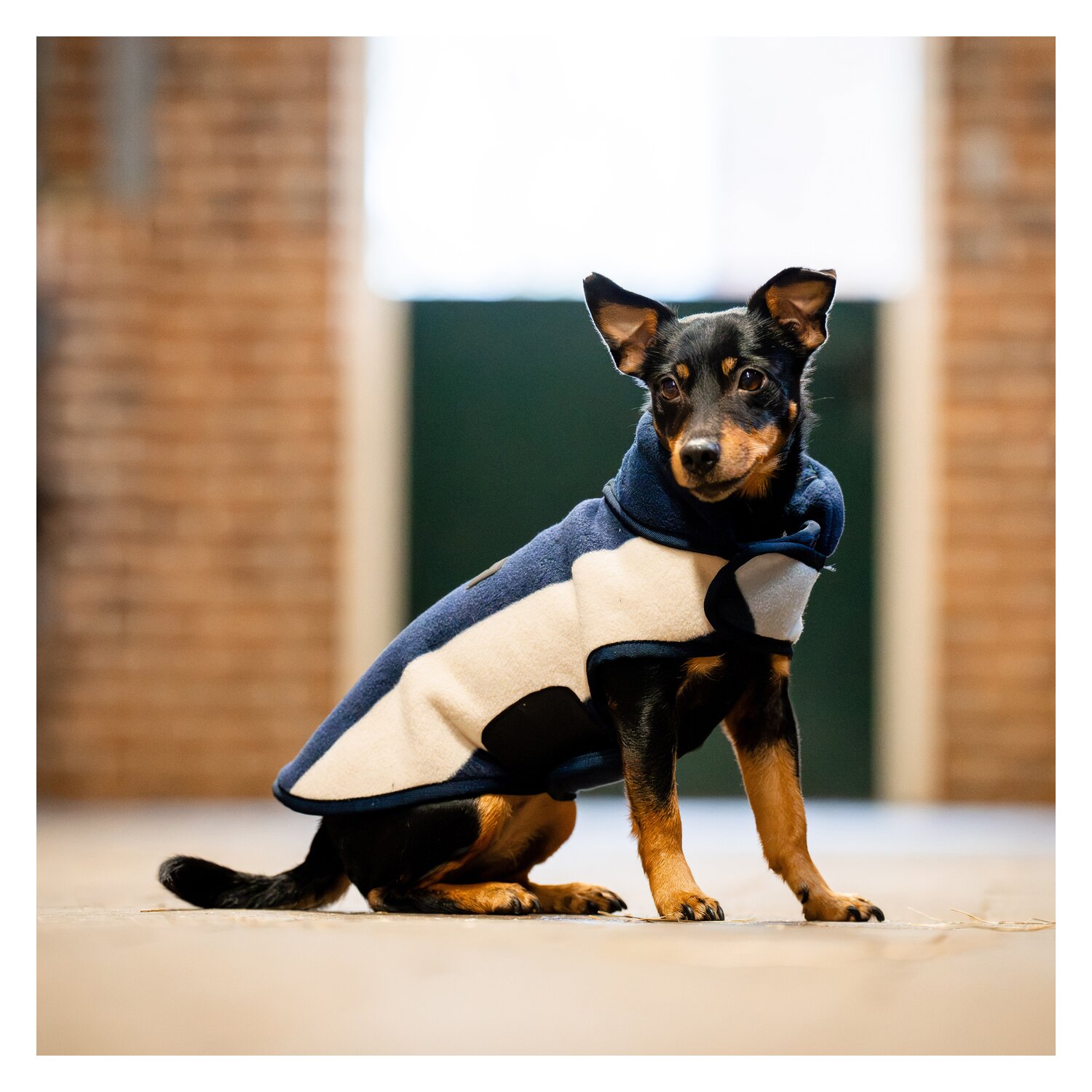 HORSEWARE Hundemantel Fleece – Ansicht 3