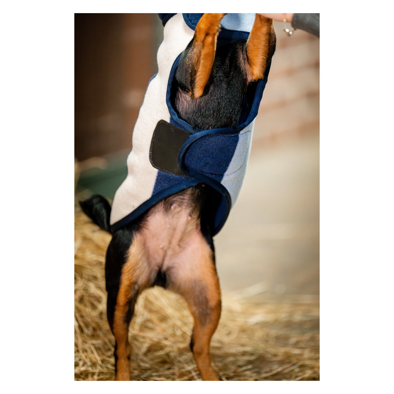 HORSEWARE Hundemantel Fleece – Ansicht 6