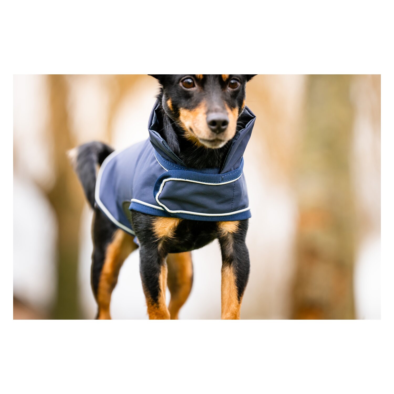 HORSEWARE Hunde-Regenmantel – Ansicht 4