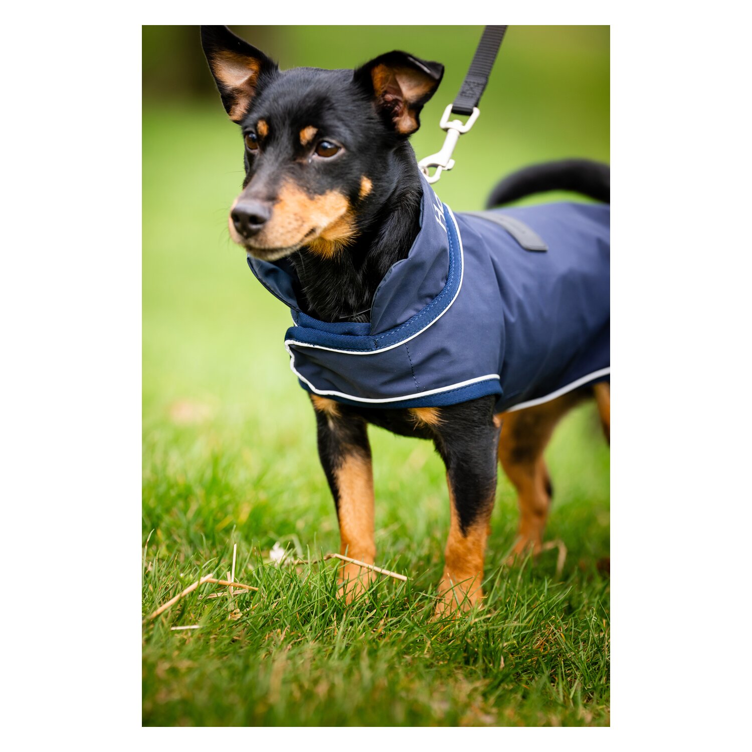HORSEWARE Hunde-Regenmantel – Ansicht 2