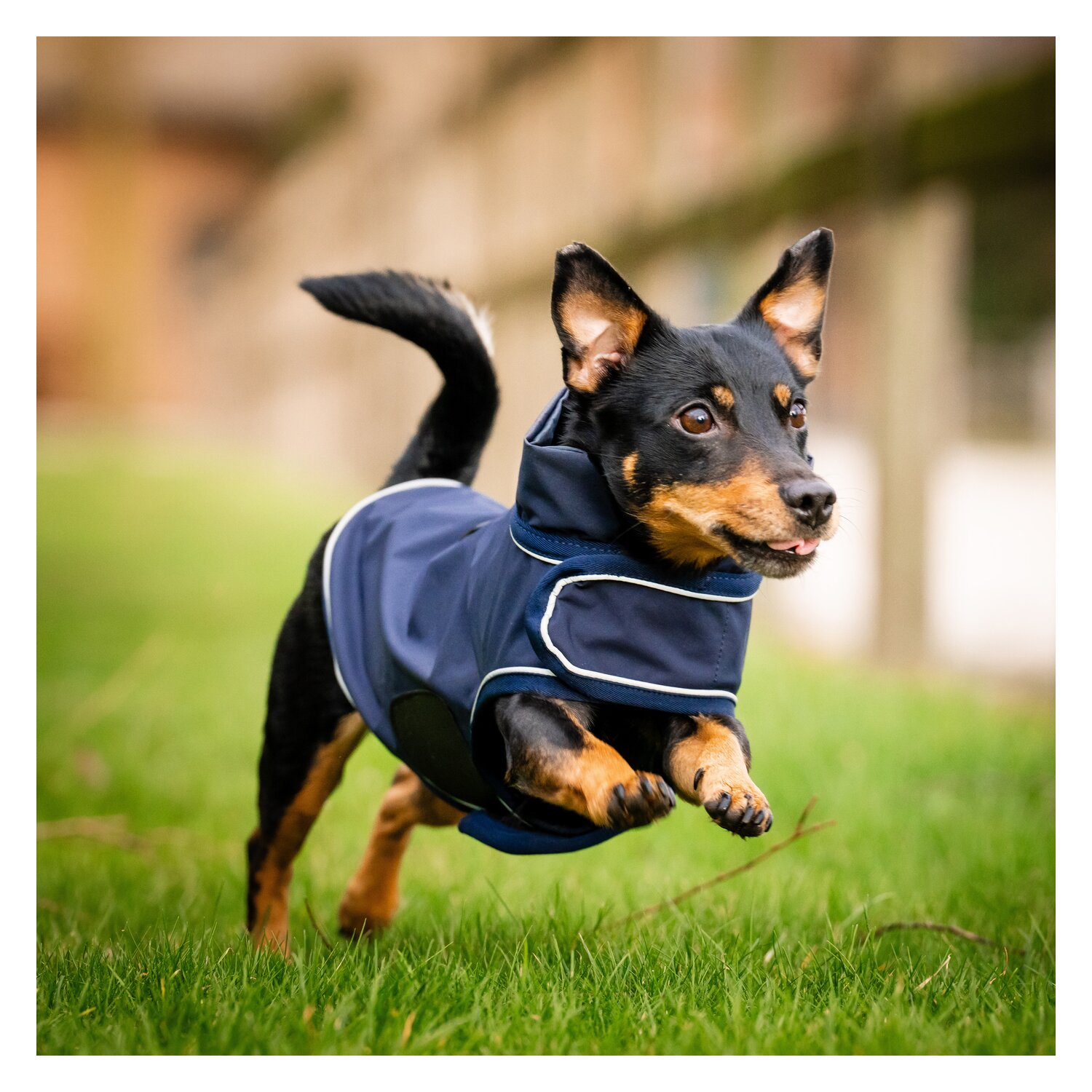 HORSEWARE Hunde-Regenmantel – Ansicht 5