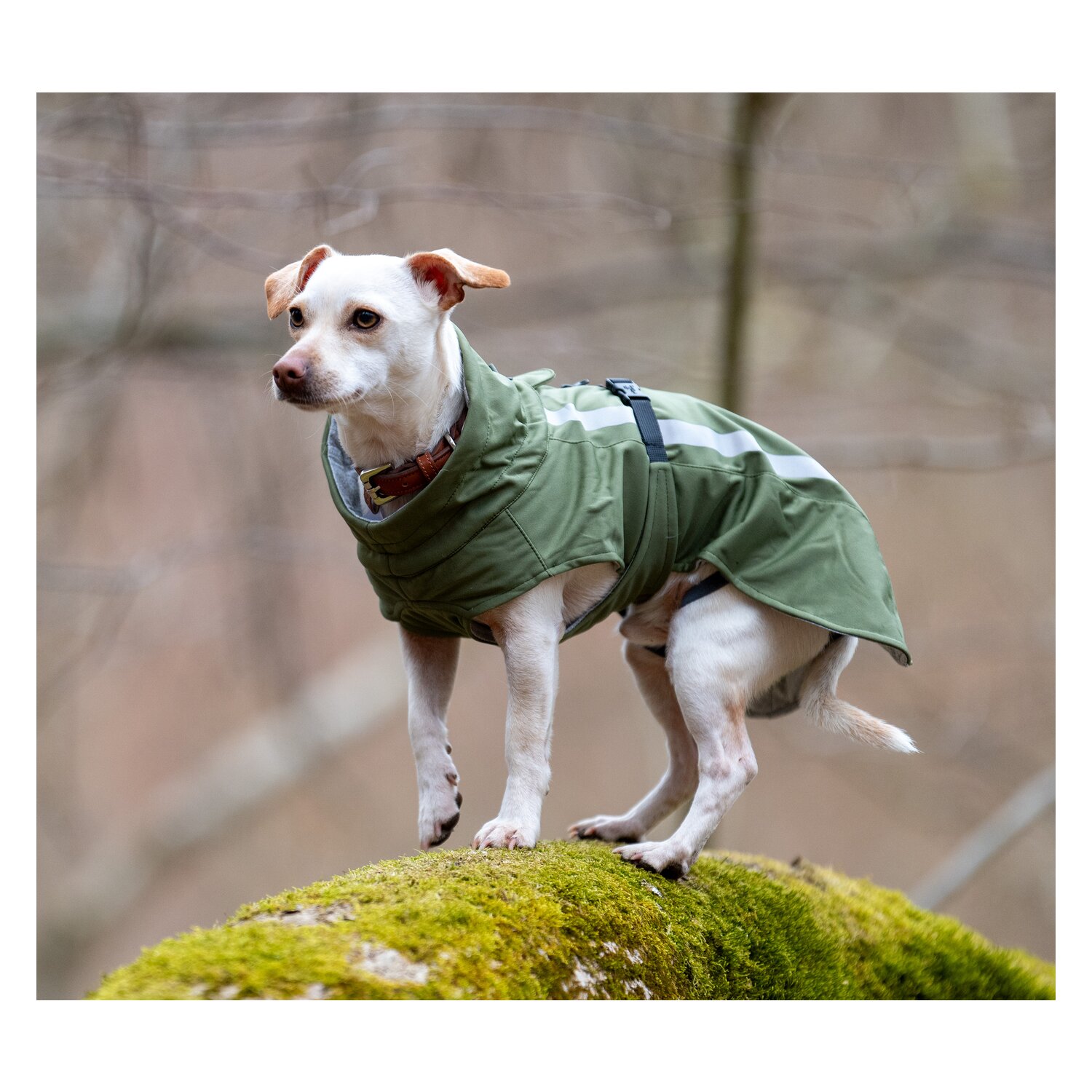 pawberry Softshell-Hundemantel Reus – Ansicht 4