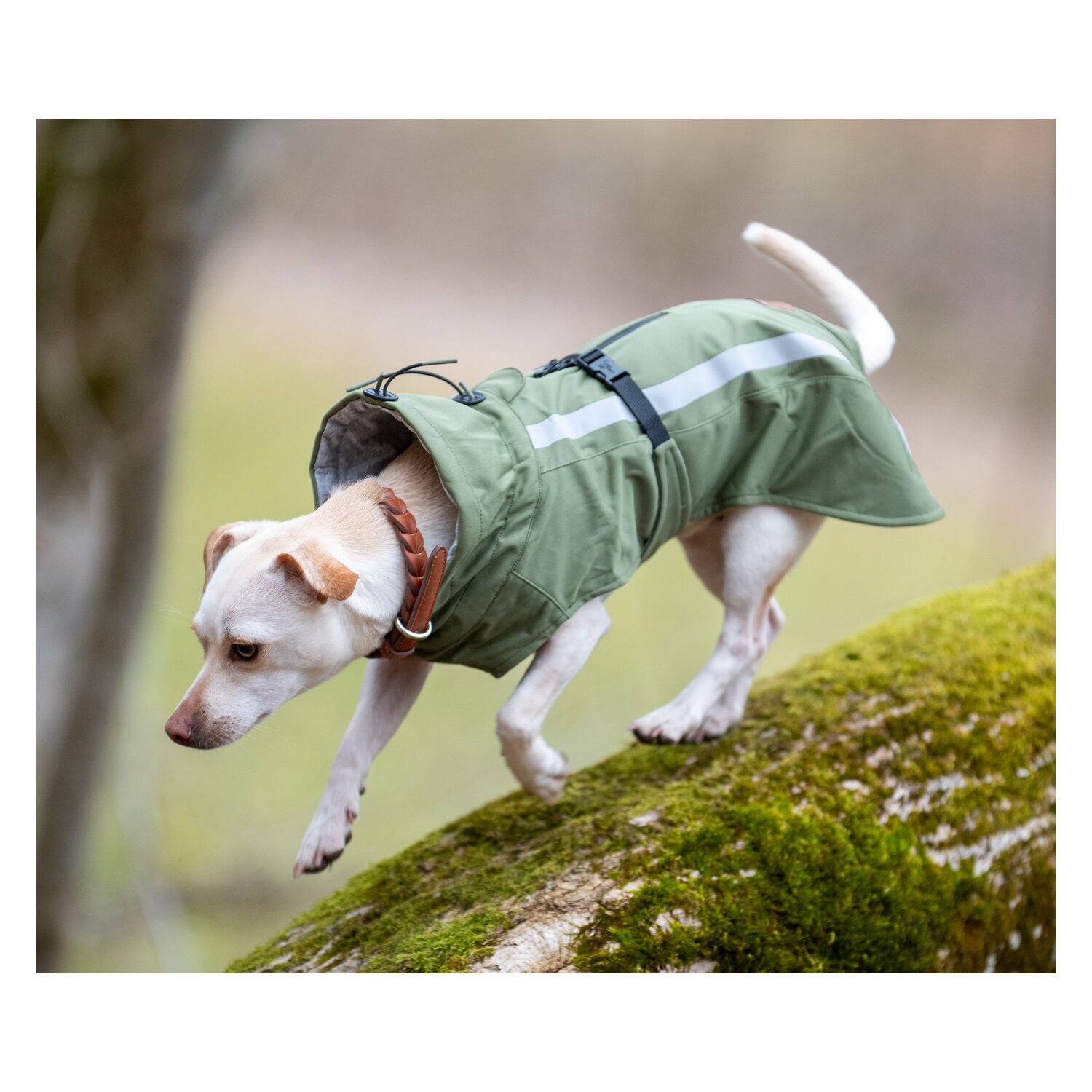 pawberry Softshell-Hundemantel Reus – Ansicht 1