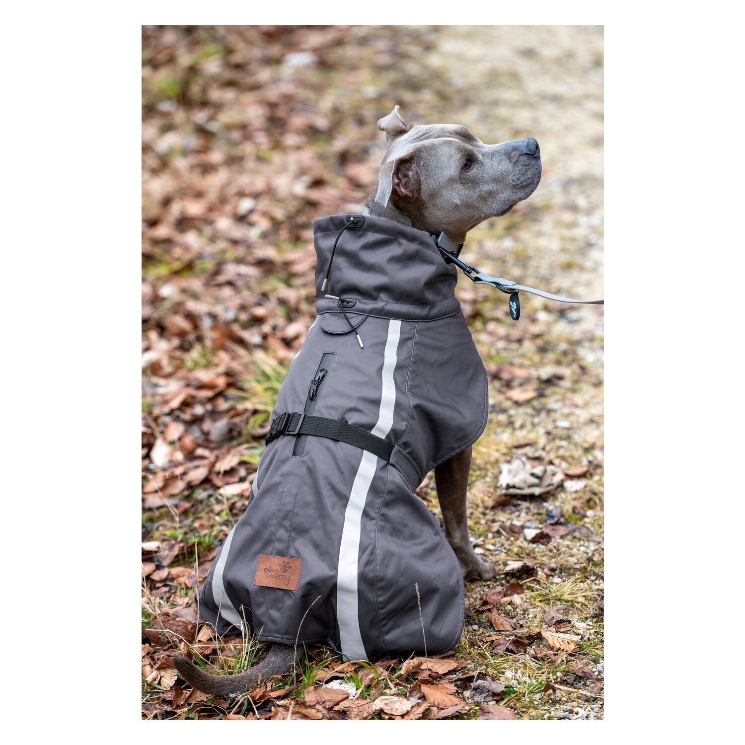 pawberry Softshell-Hundemantel Reus – Ansicht 1