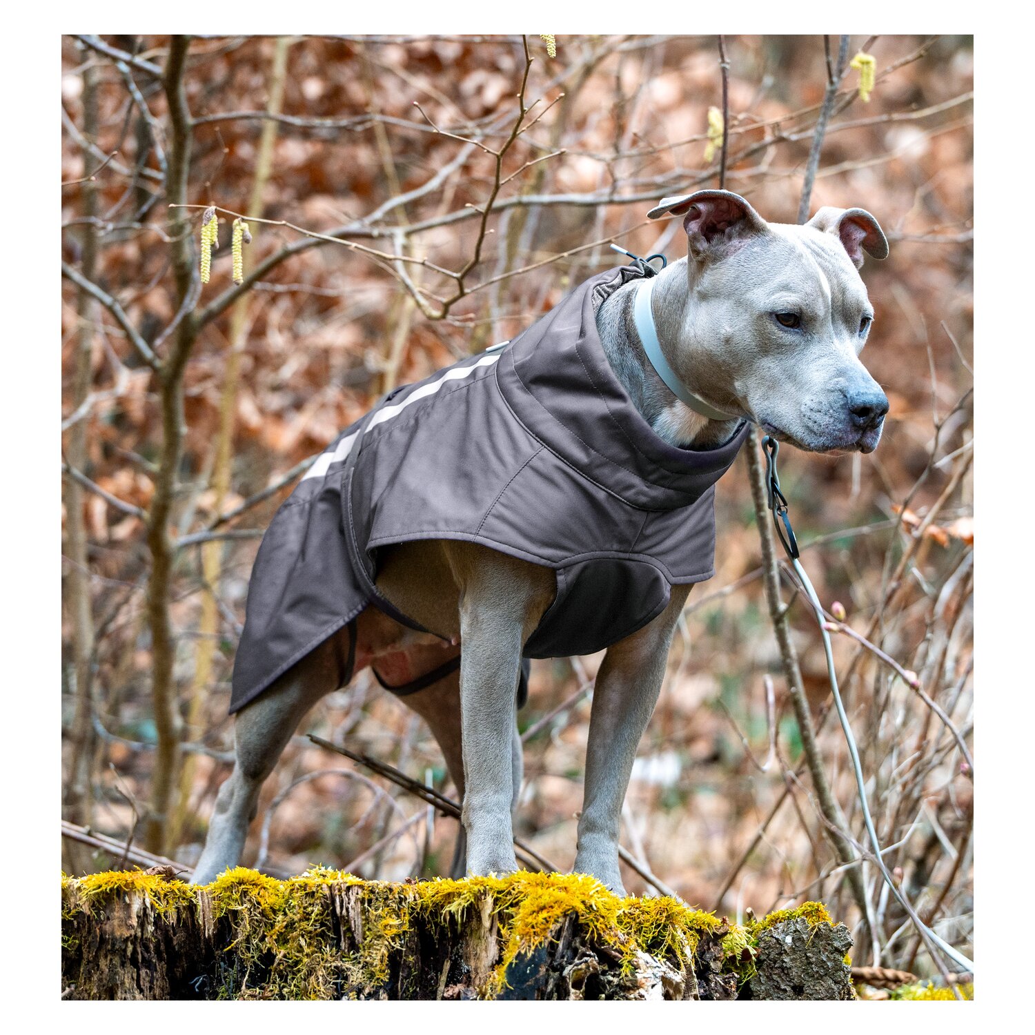 pawberry Softshell-Hundemantel Reus – Ansicht 6