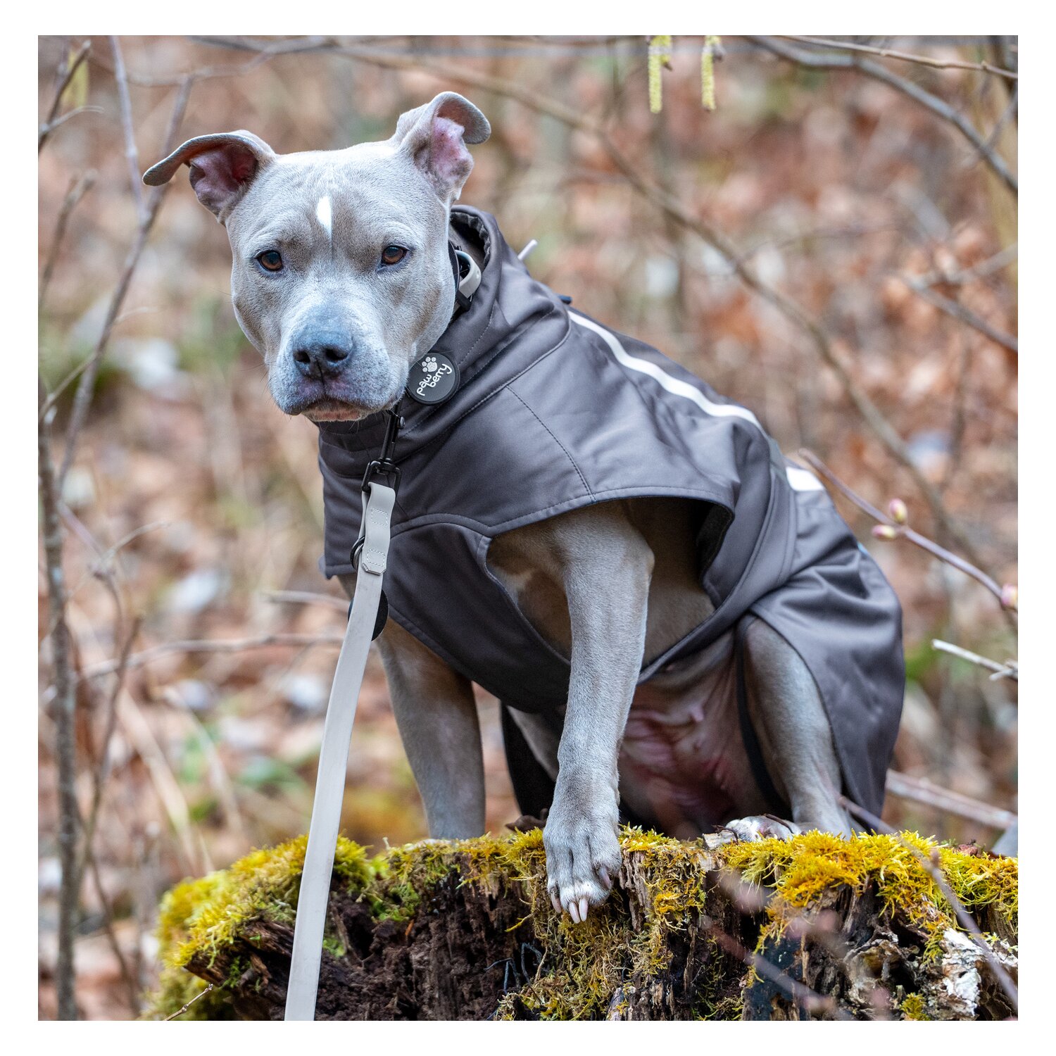 pawberry Softshell-Hundemantel Reus – Ansicht 7