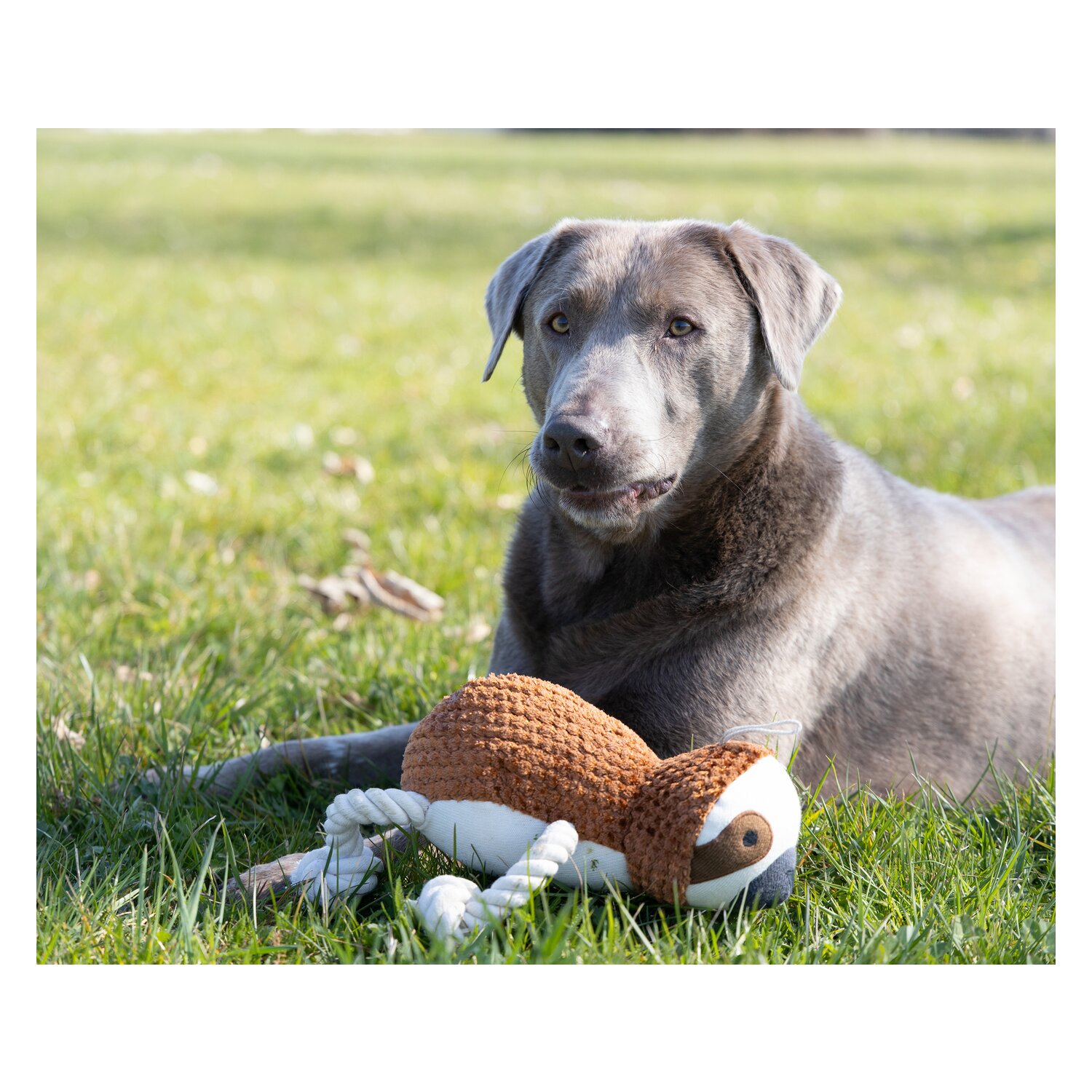 pawberry Hundespielzeug Faultier &ndash; Ansicht 3