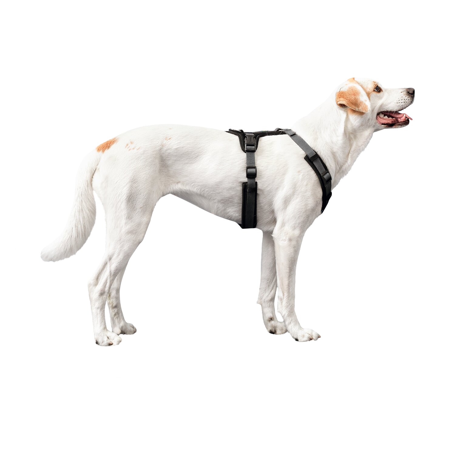 HUNTER Geschirr Maldon – Ansicht 4