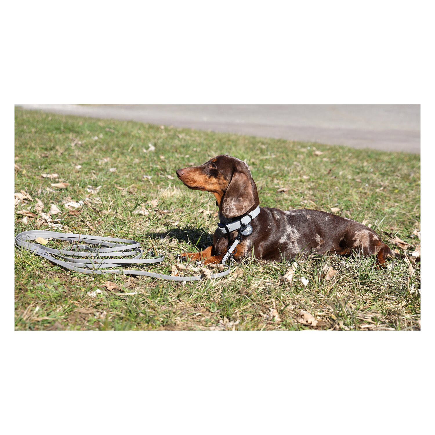 pawberry Hundehalsband Doncaster &ndash; Ansicht 5