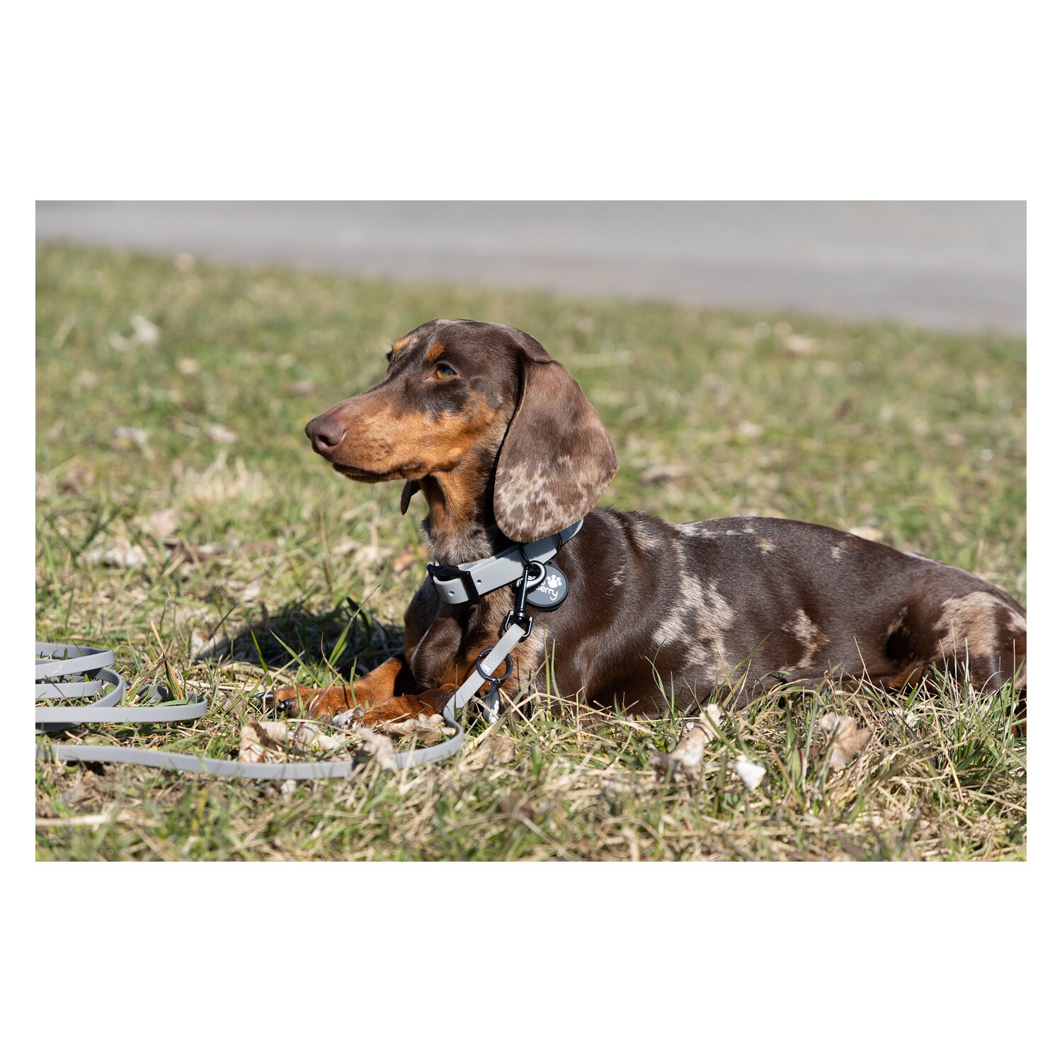 pawberry Hundehalsband Doncaster &ndash; Ansicht 6