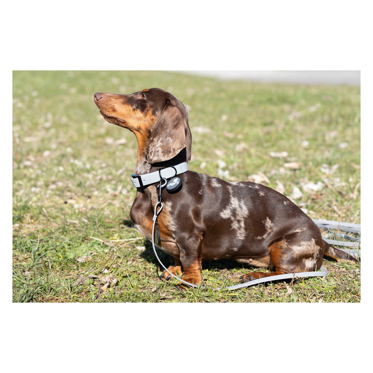 pawberry Hundehalsband Doncaster &ndash; Ansicht 7
