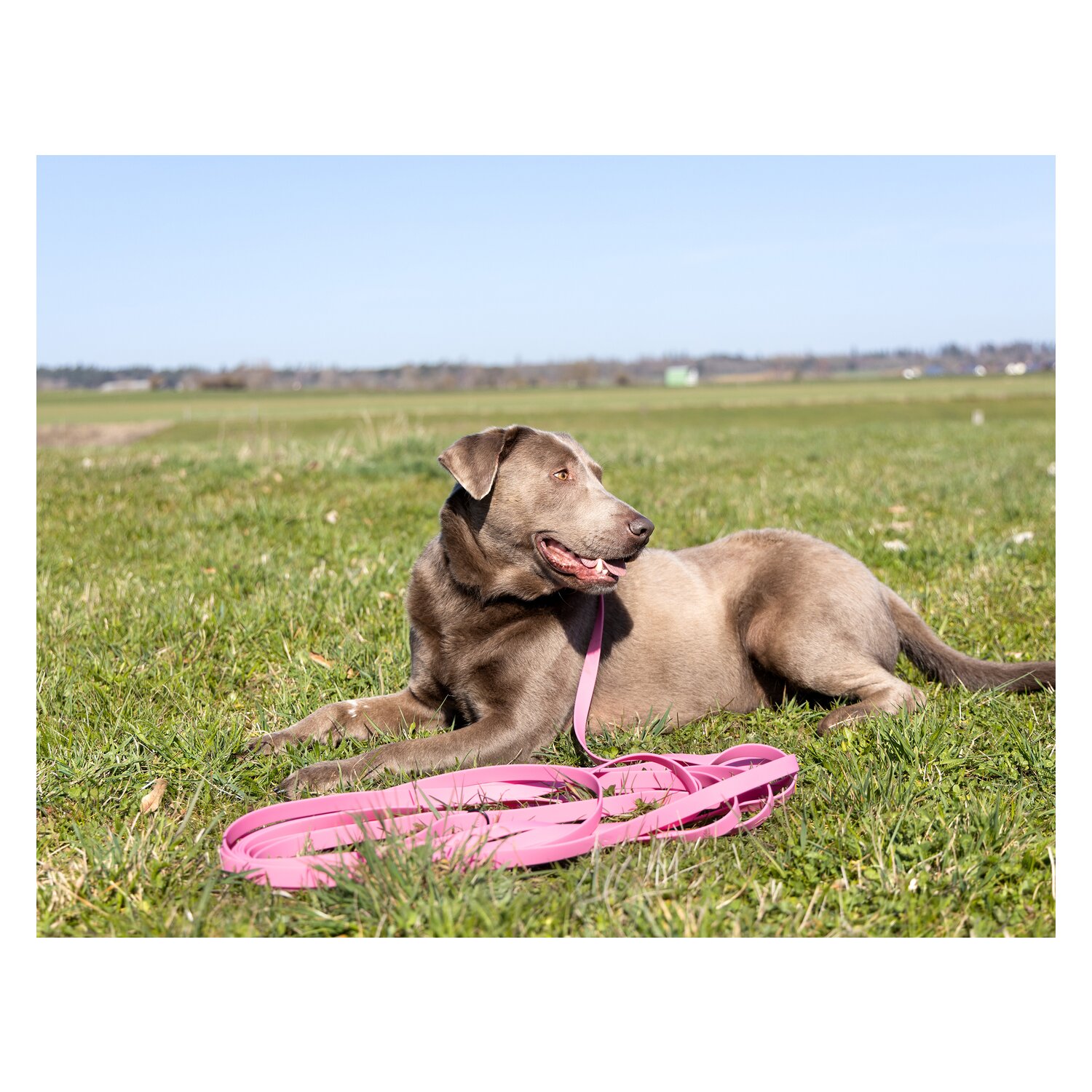 pawberry Schleppleine Doncaster &ndash; Ansicht 6