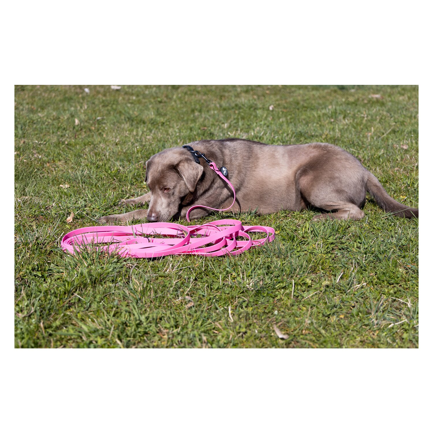 pawberry Schleppleine Doncaster &ndash; Ansicht 7