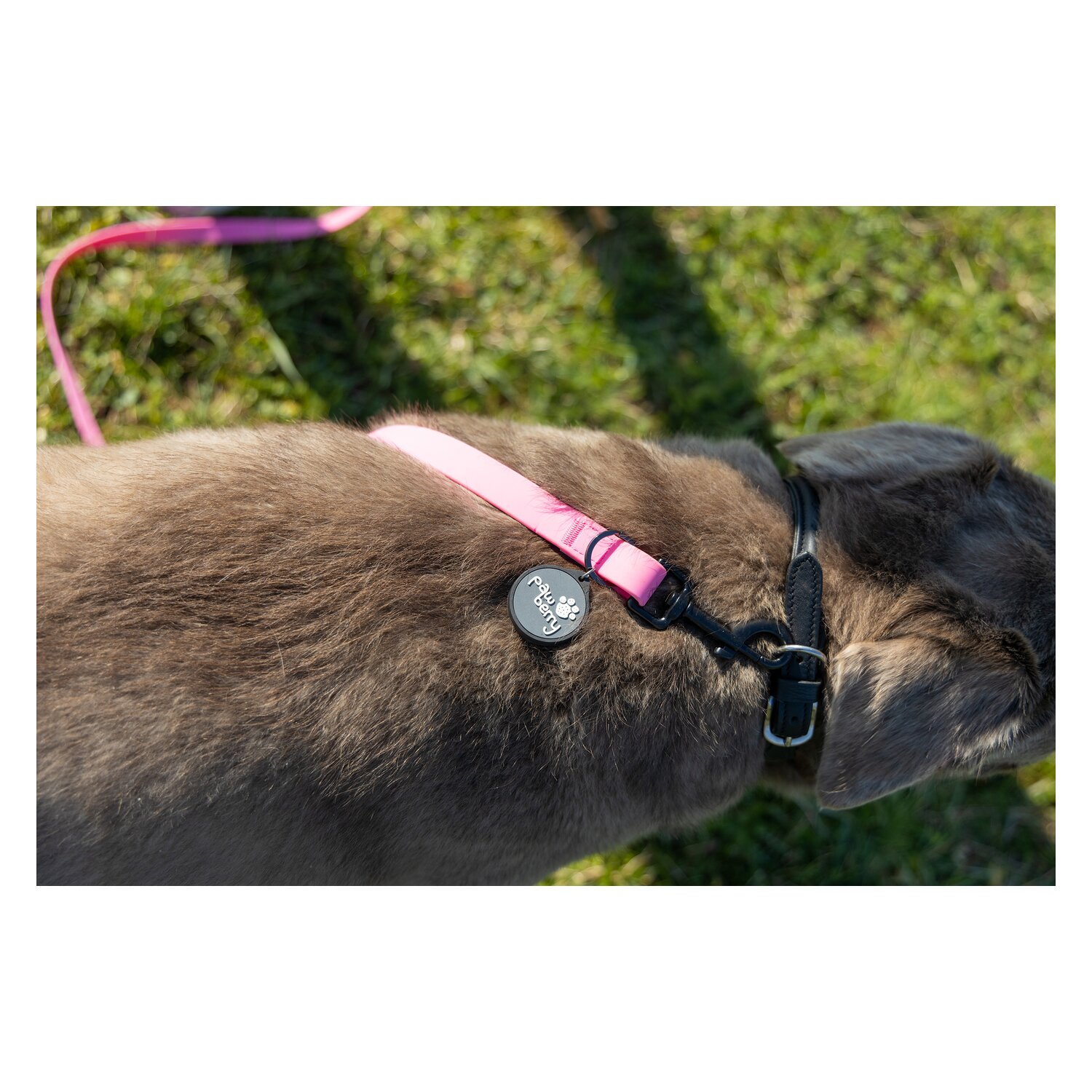 pawberry Schleppleine Doncaster &ndash; Ansicht 8