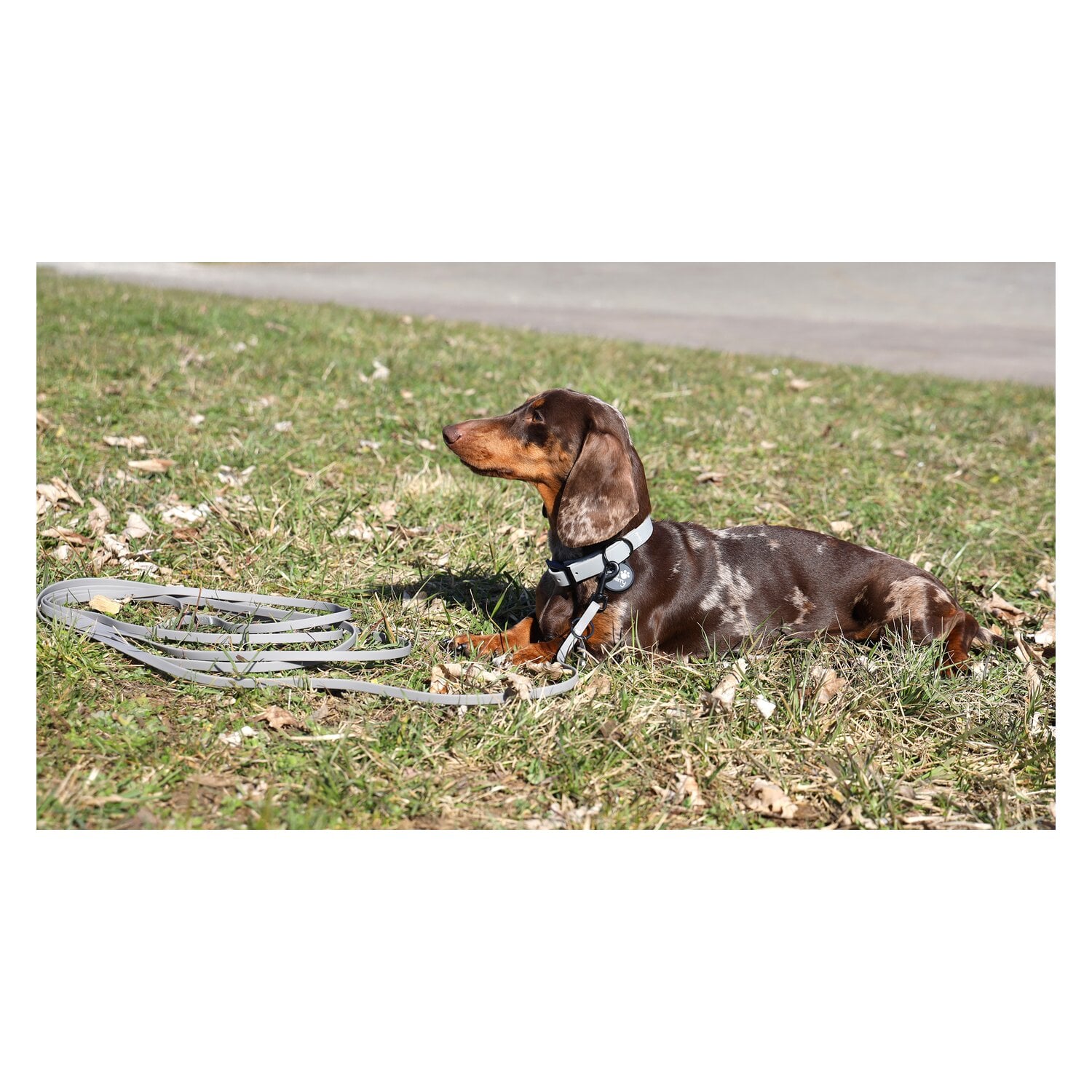 pawberry Schleppleine Doncaster &ndash; Ansicht 12