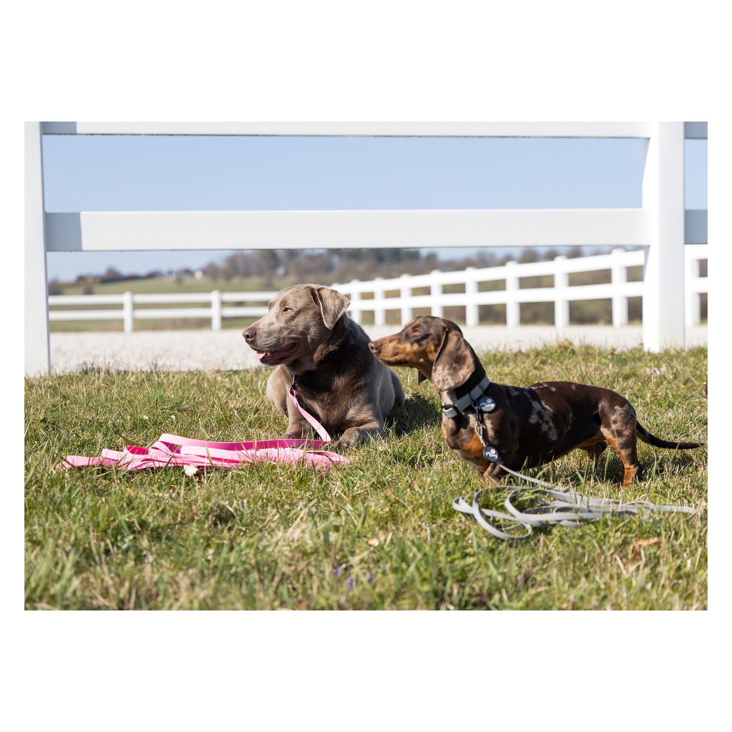 pawberry Schleppleine Doncaster &ndash; Ansicht 9
