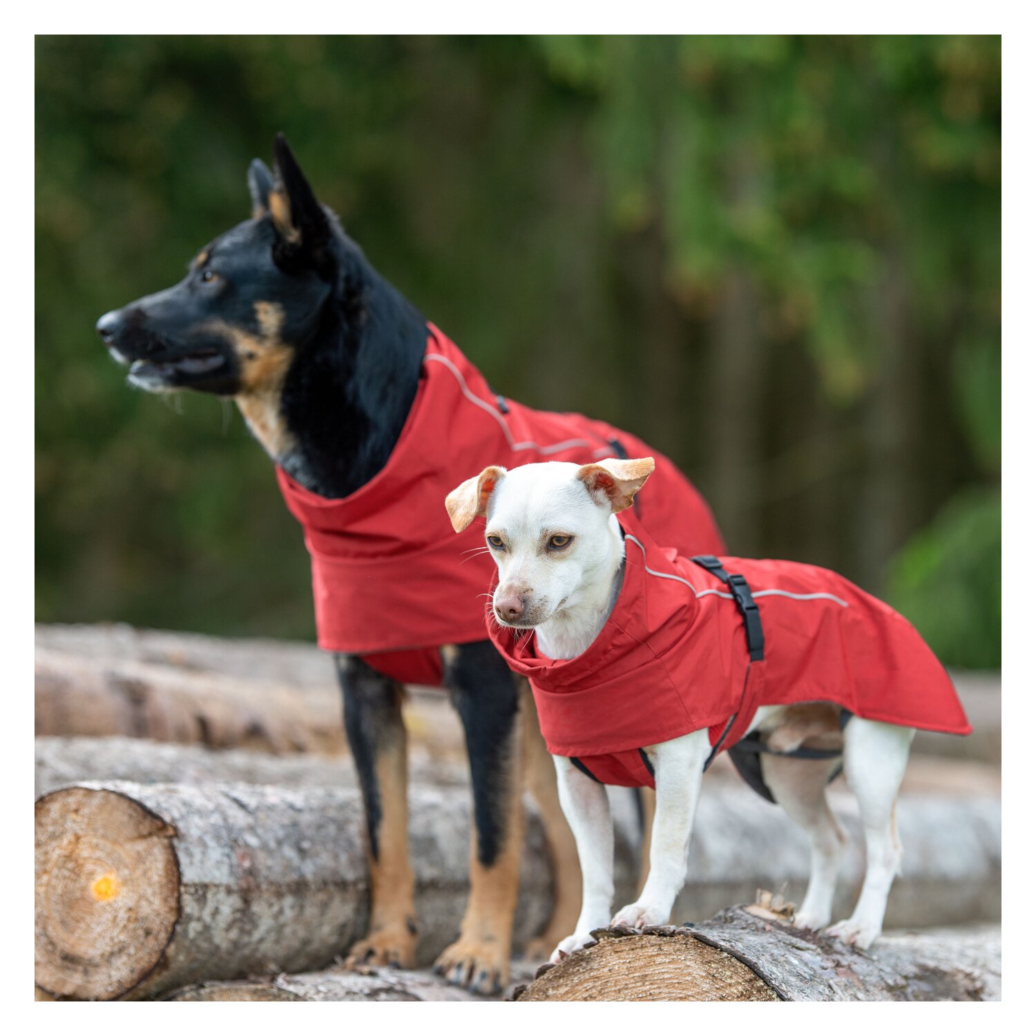 pawberry Hundemantel Rainstormer – Ansicht 5