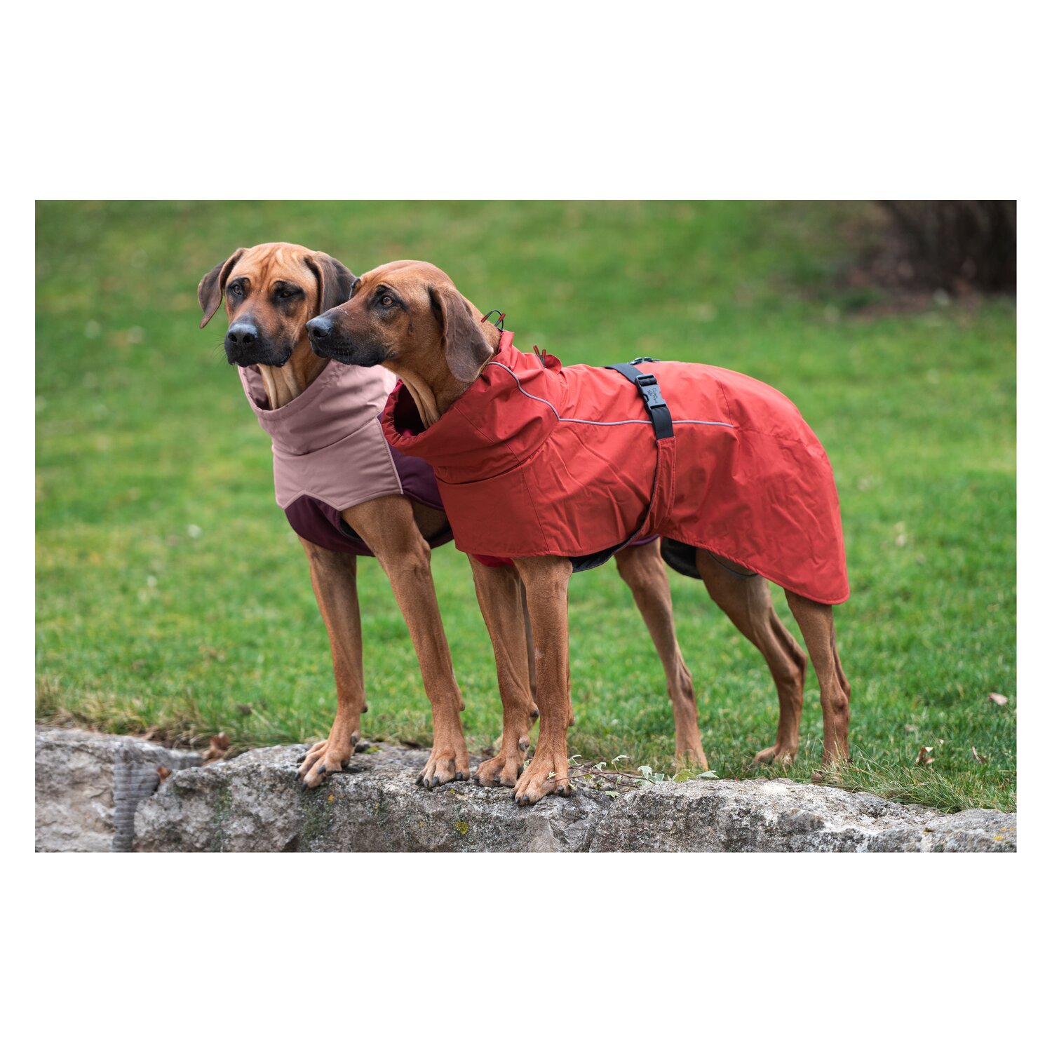 pawberry Hundemantel Rainstormer – Ansicht 6