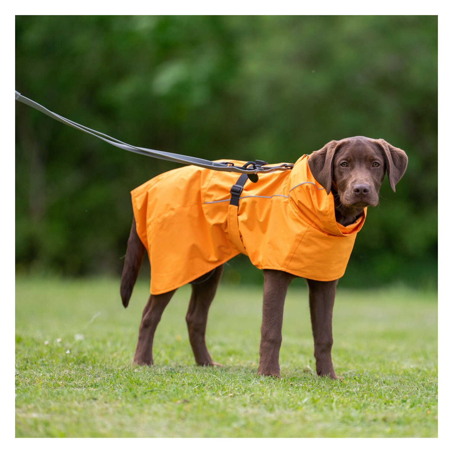 pawberry Hundemantel Rainstormer – Ansicht 3