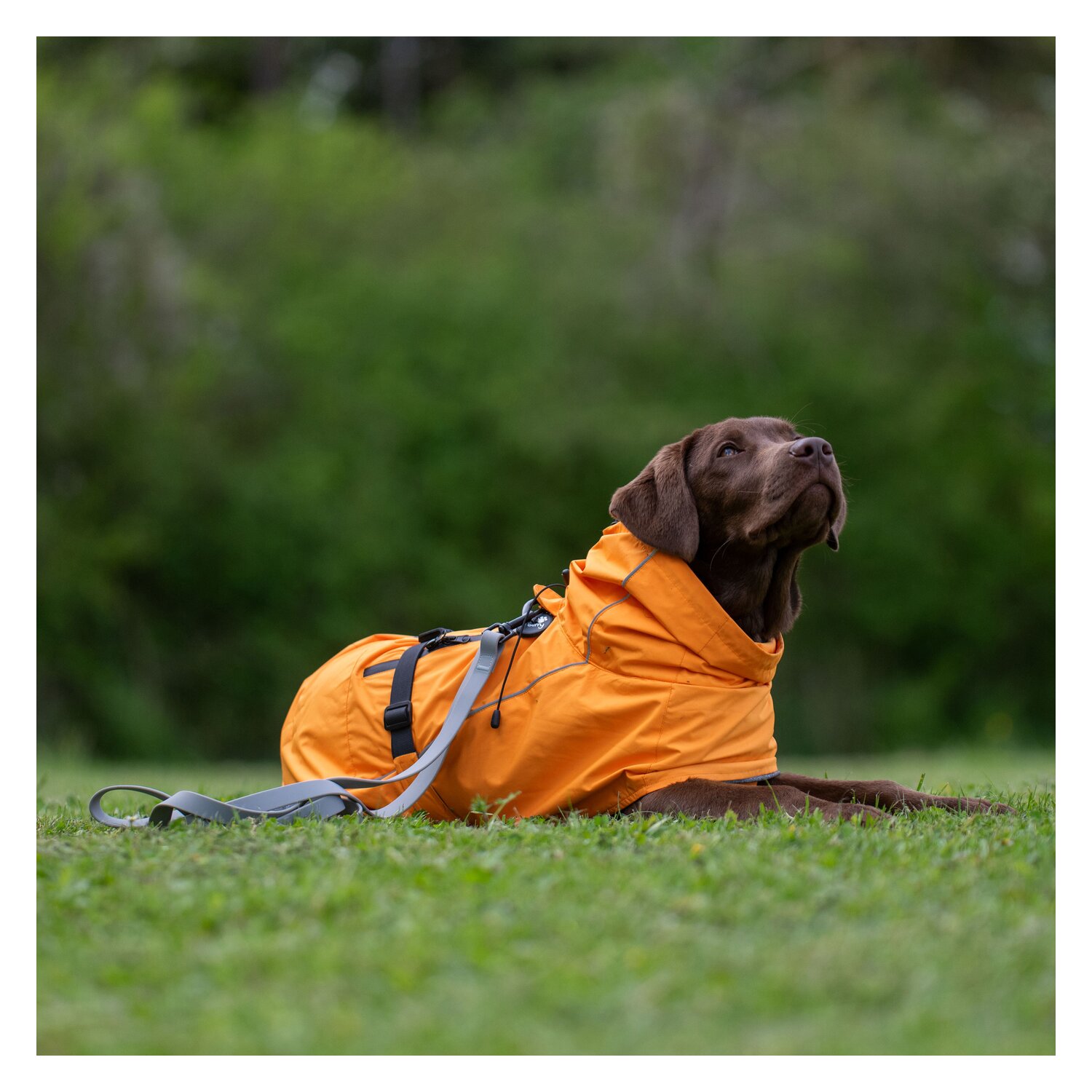 pawberry Hundemantel Rainstormer – Ansicht 4