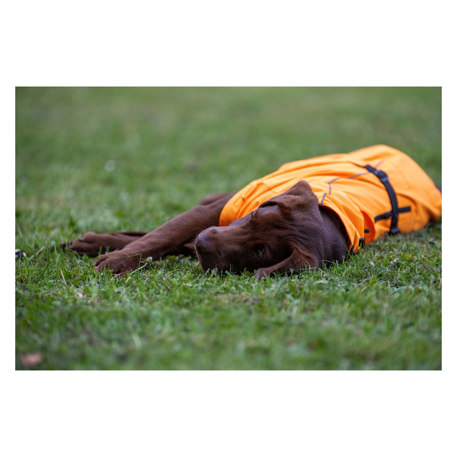 pawberry Hundemantel Rainstormer – Ansicht 5