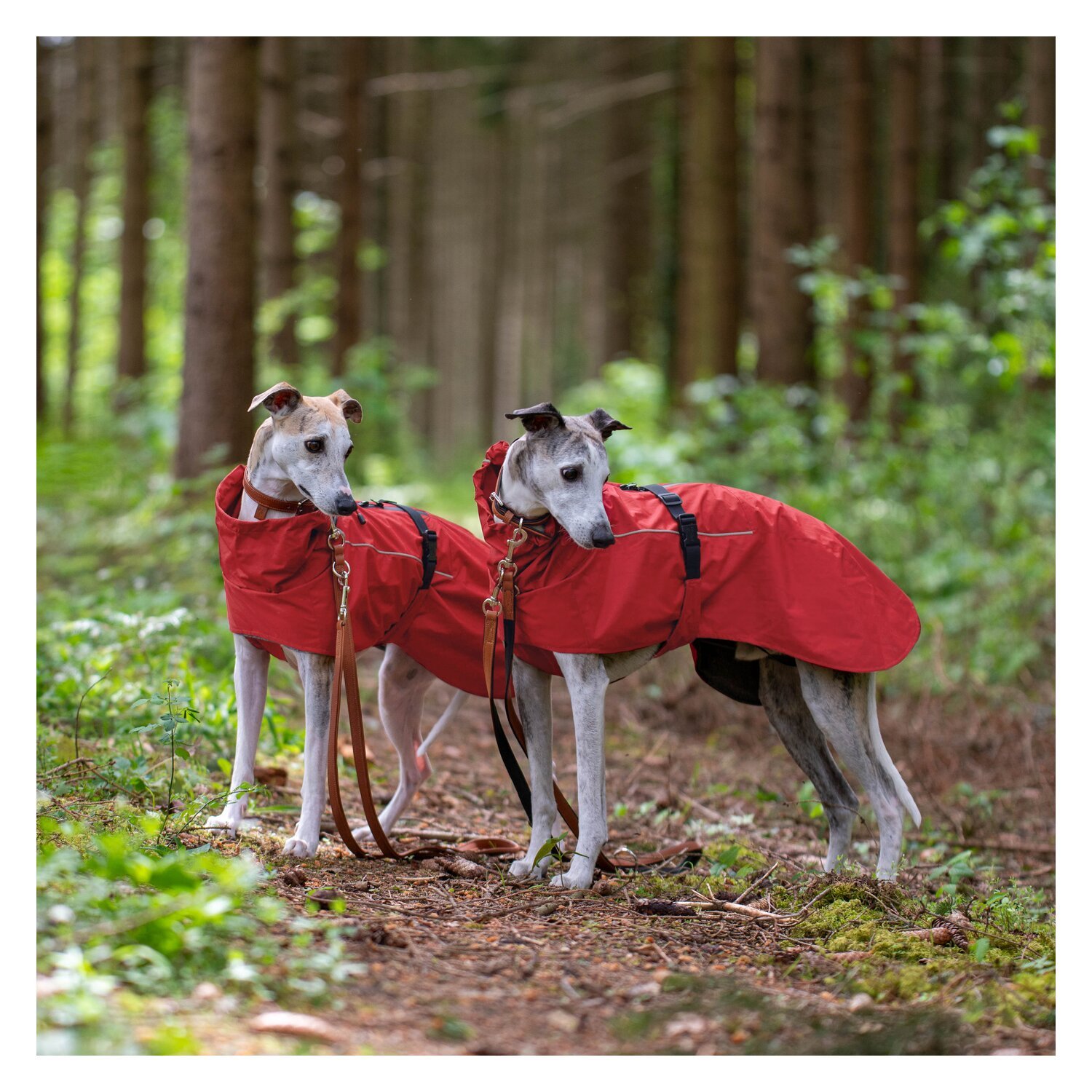 pawberry Hundemantel Rainstormer – Ansicht 3
