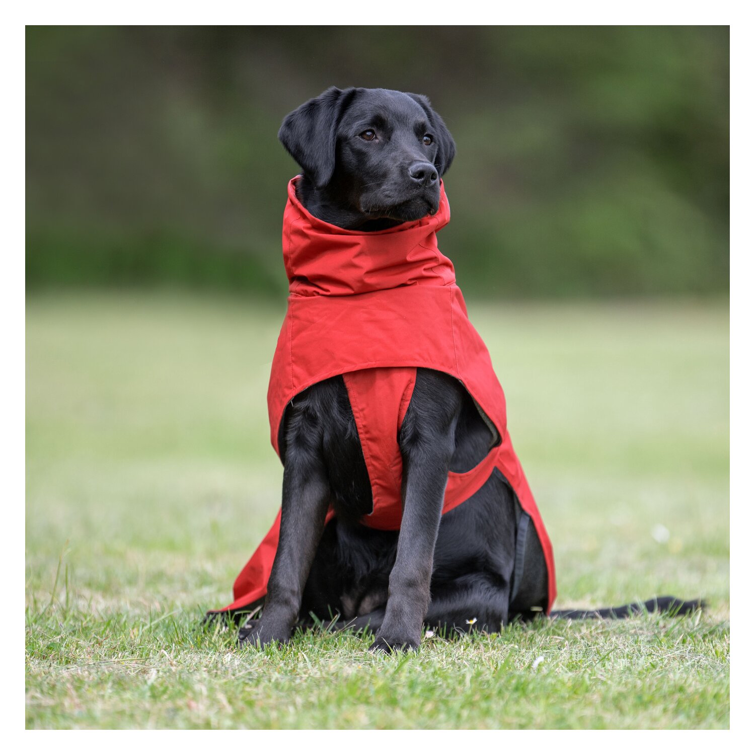 pawberry Hundemantel Rainstormer – Ansicht 4