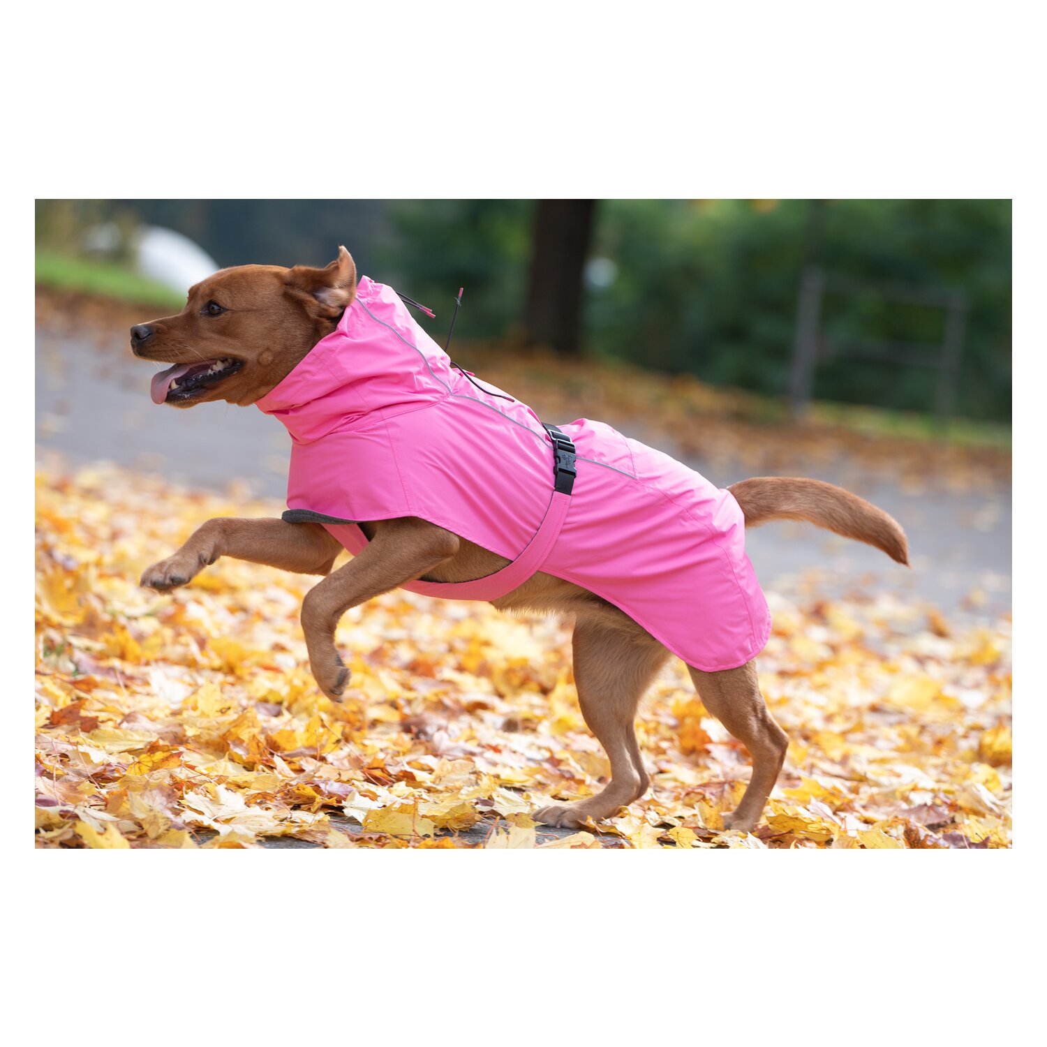 pawberry Hundemantel Rainstormer – Ansicht 5