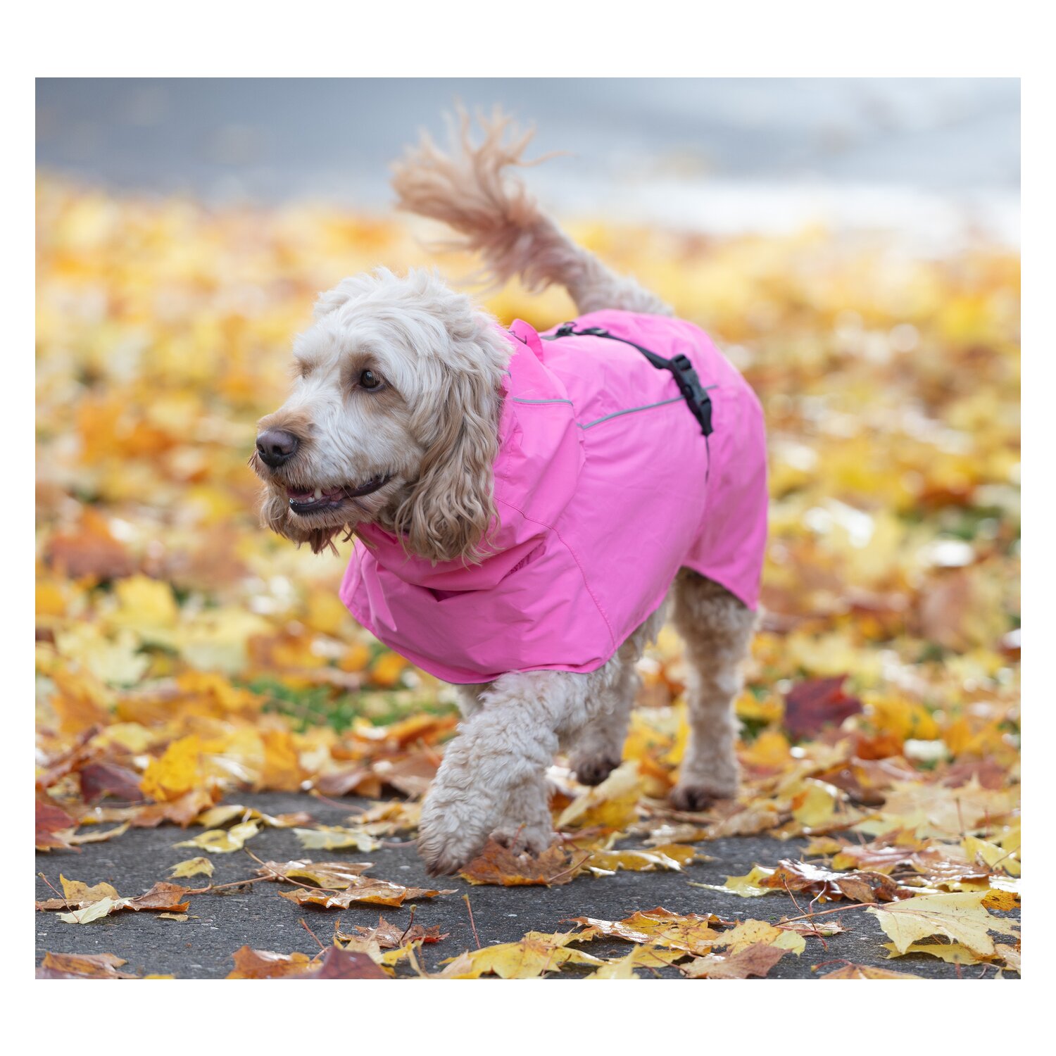 pawberry Hundemantel Rainstormer – Ansicht 6