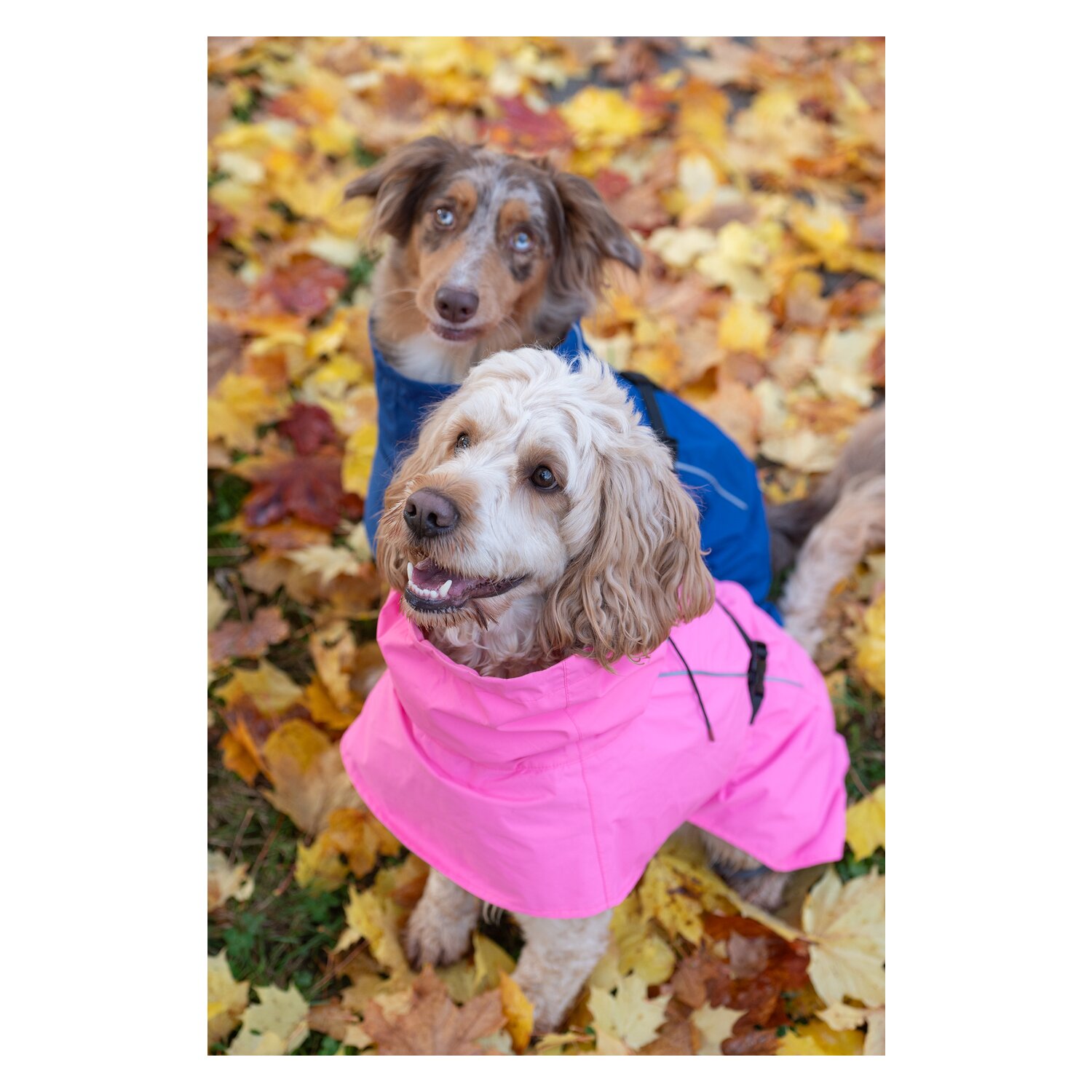 pawberry Hundemantel Rainstormer – Ansicht 8