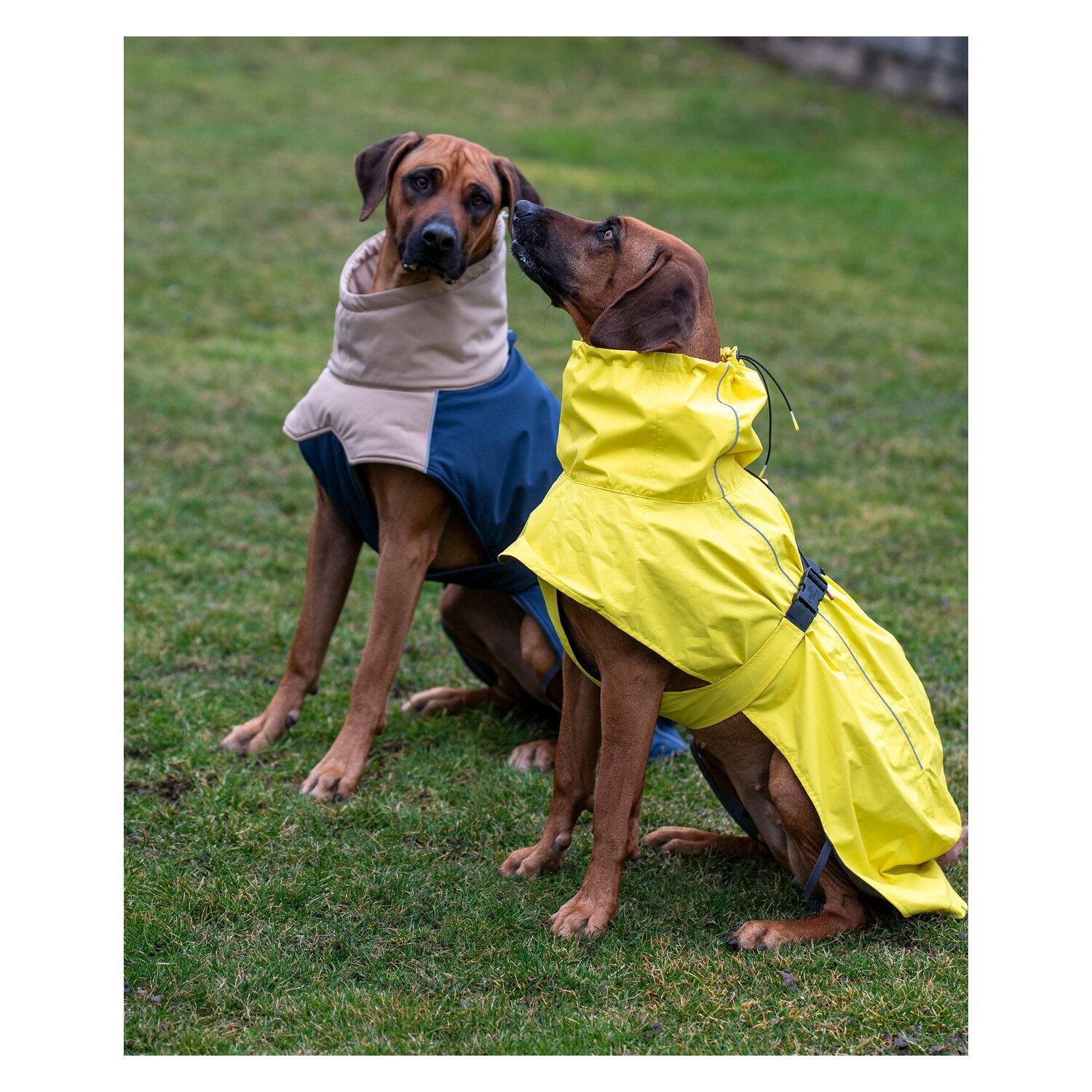 pawberry Hundemantel Rainstormer – Ansicht 1