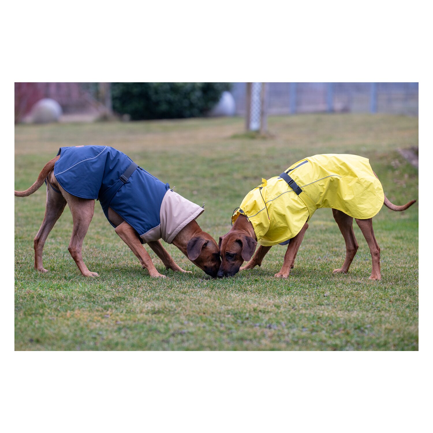 pawberry Hundemantel Rainstormer – Ansicht 5