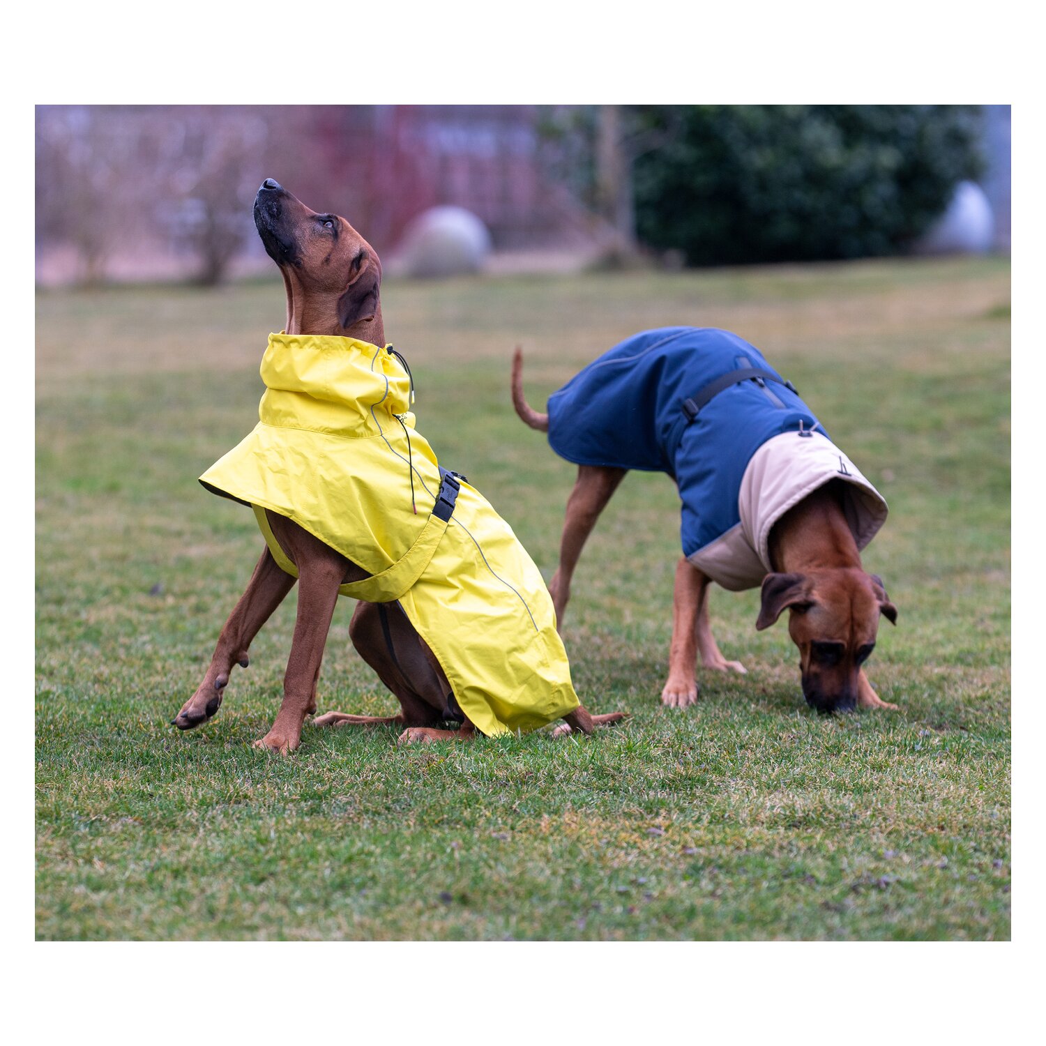 pawberry Hundemantel Rainstormer – Ansicht 6