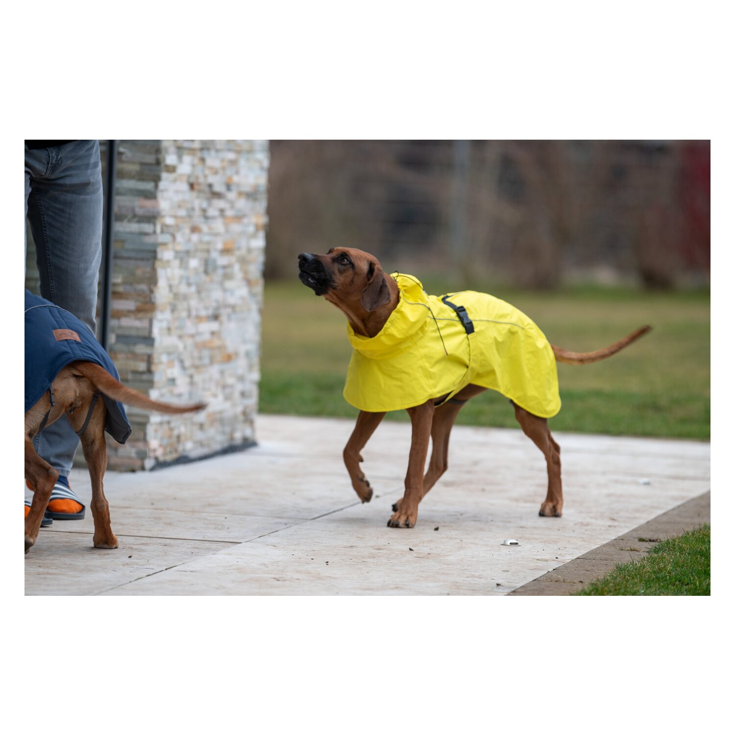 pawberry Hundemantel Rainstormer – Ansicht 7