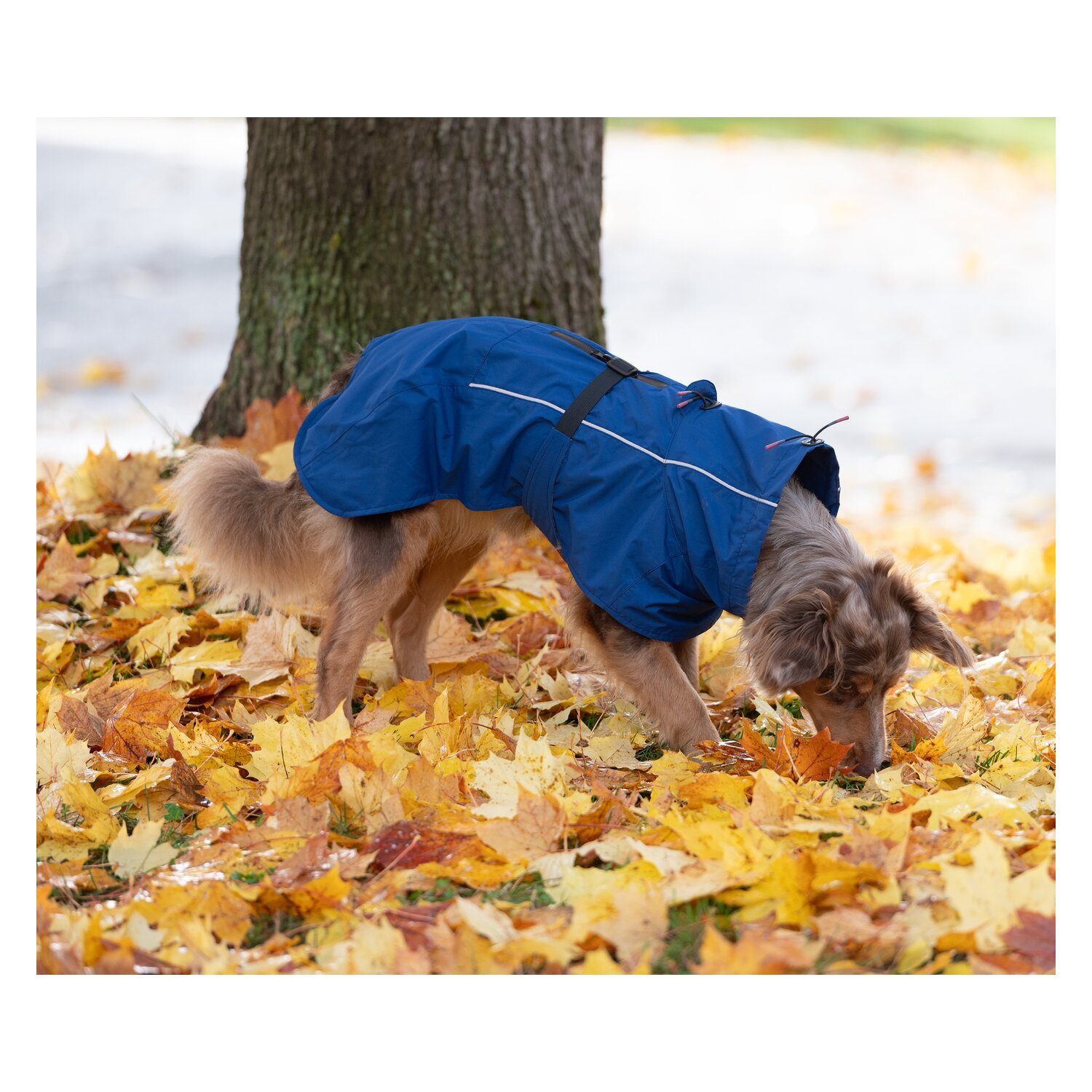 pawberry Hundemantel Rainstormer – Ansicht 1