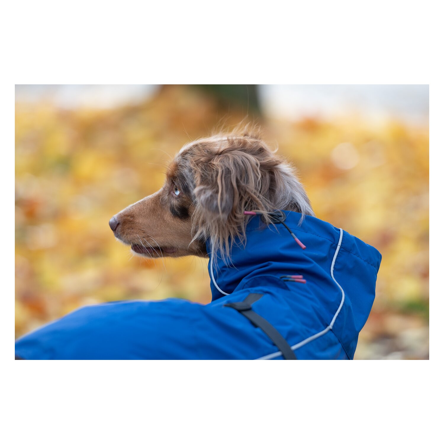 pawberry Hundemantel Rainstormer – Ansicht 5