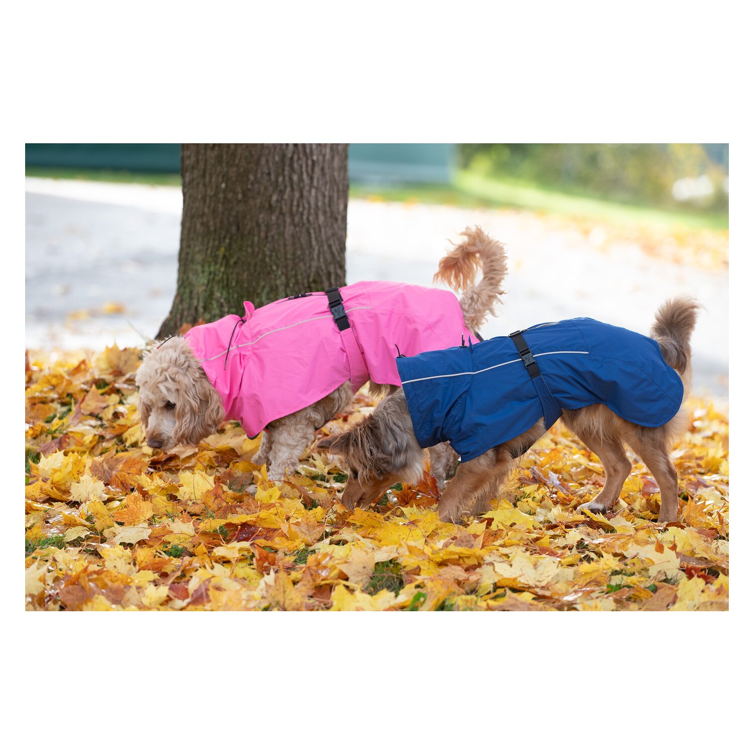 pawberry Hundemantel Rainstormer – Ansicht 6