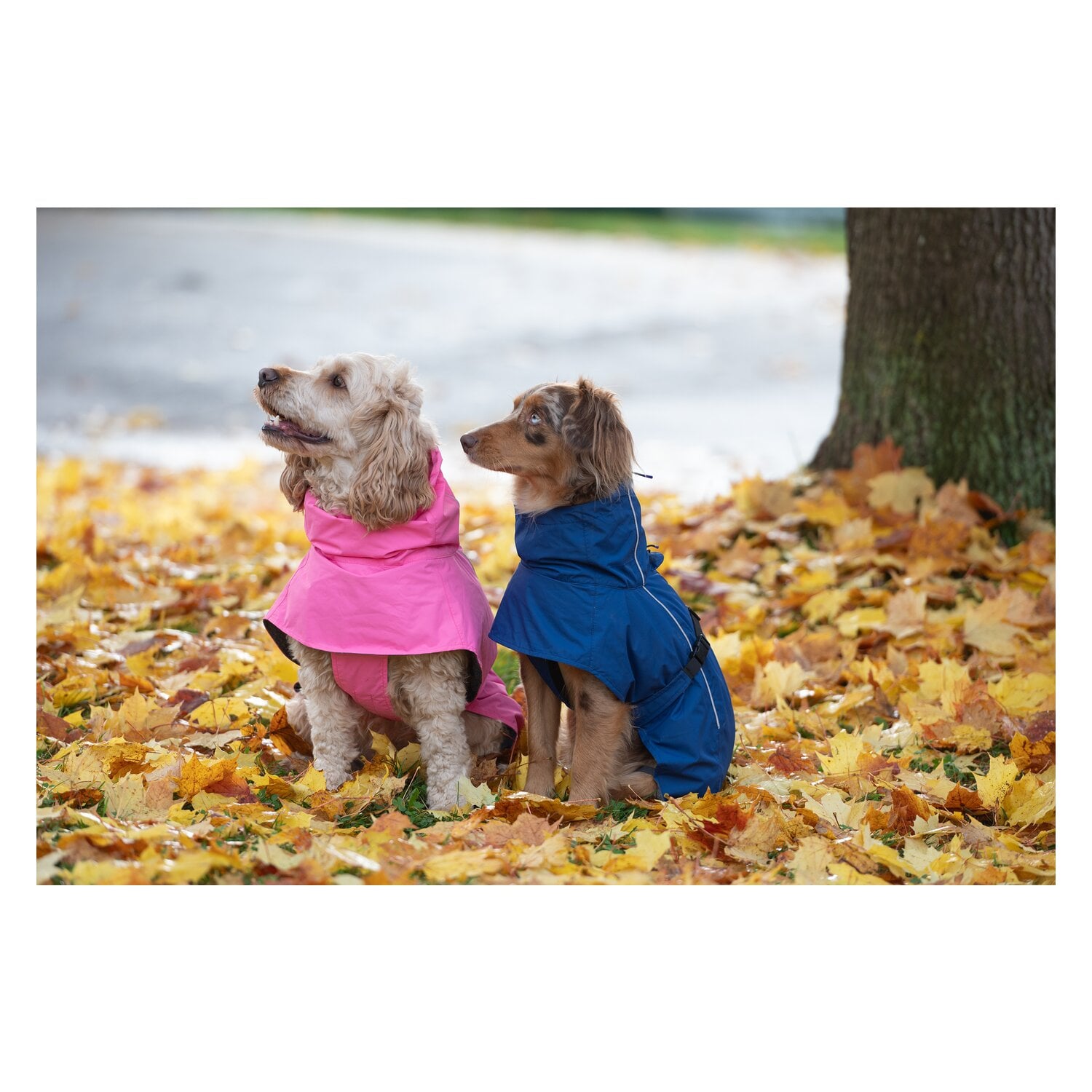 pawberry Hundemantel Rainstormer &ndash; Ansicht 7