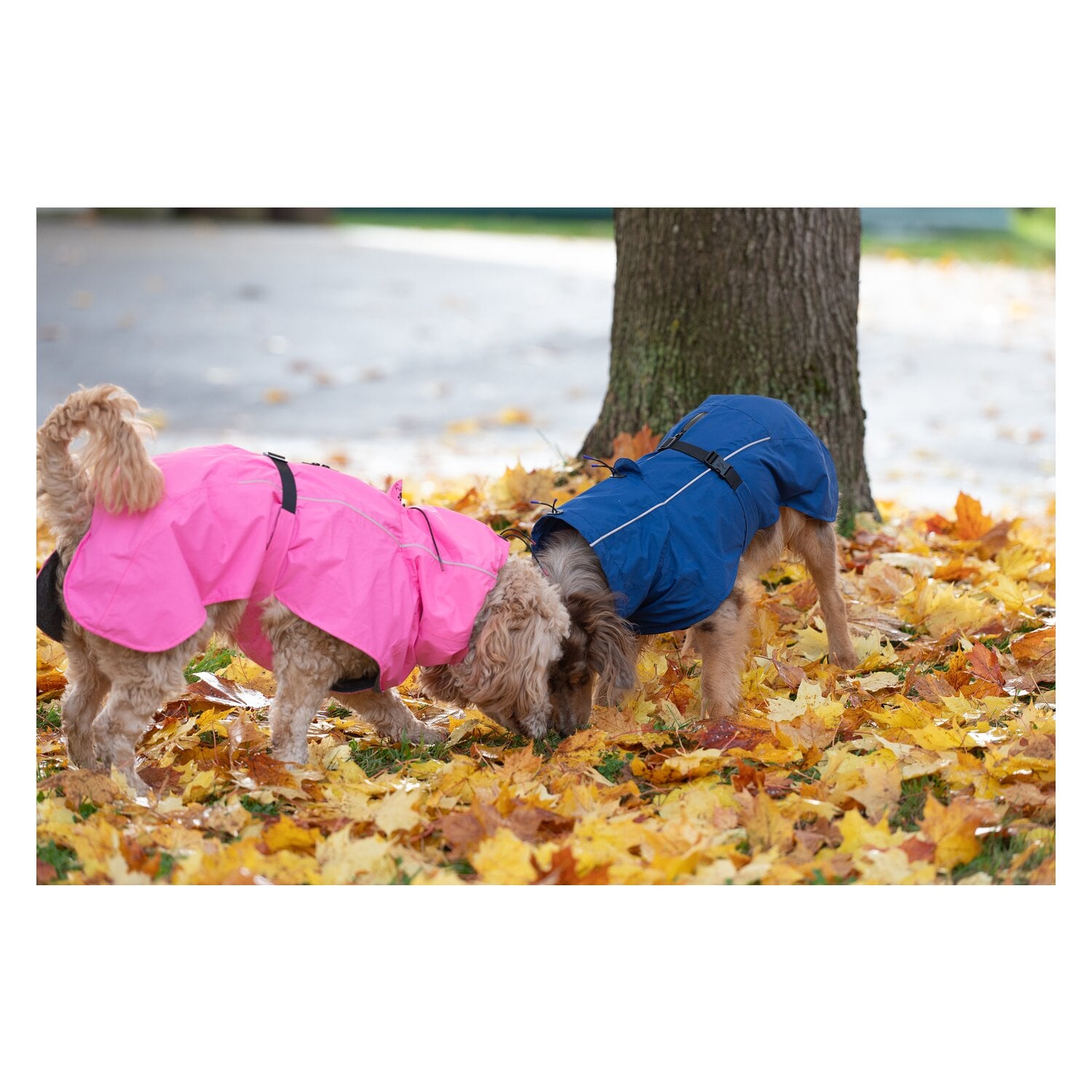 pawberry Hundemantel Rainstormer &ndash; Ansicht 8