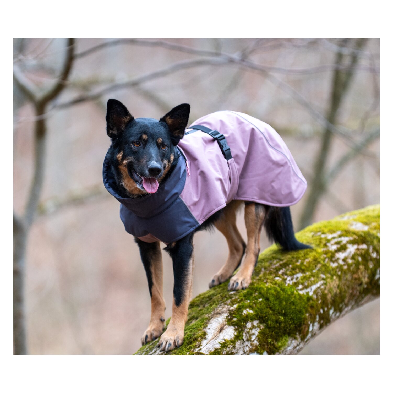 pawberry Hunde-Wintermantel Tallinn – Ansicht 5