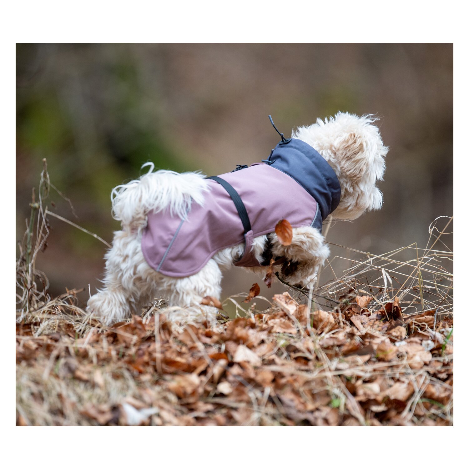 pawberry Hunde-Wintermantel Tallinn – Ansicht 4