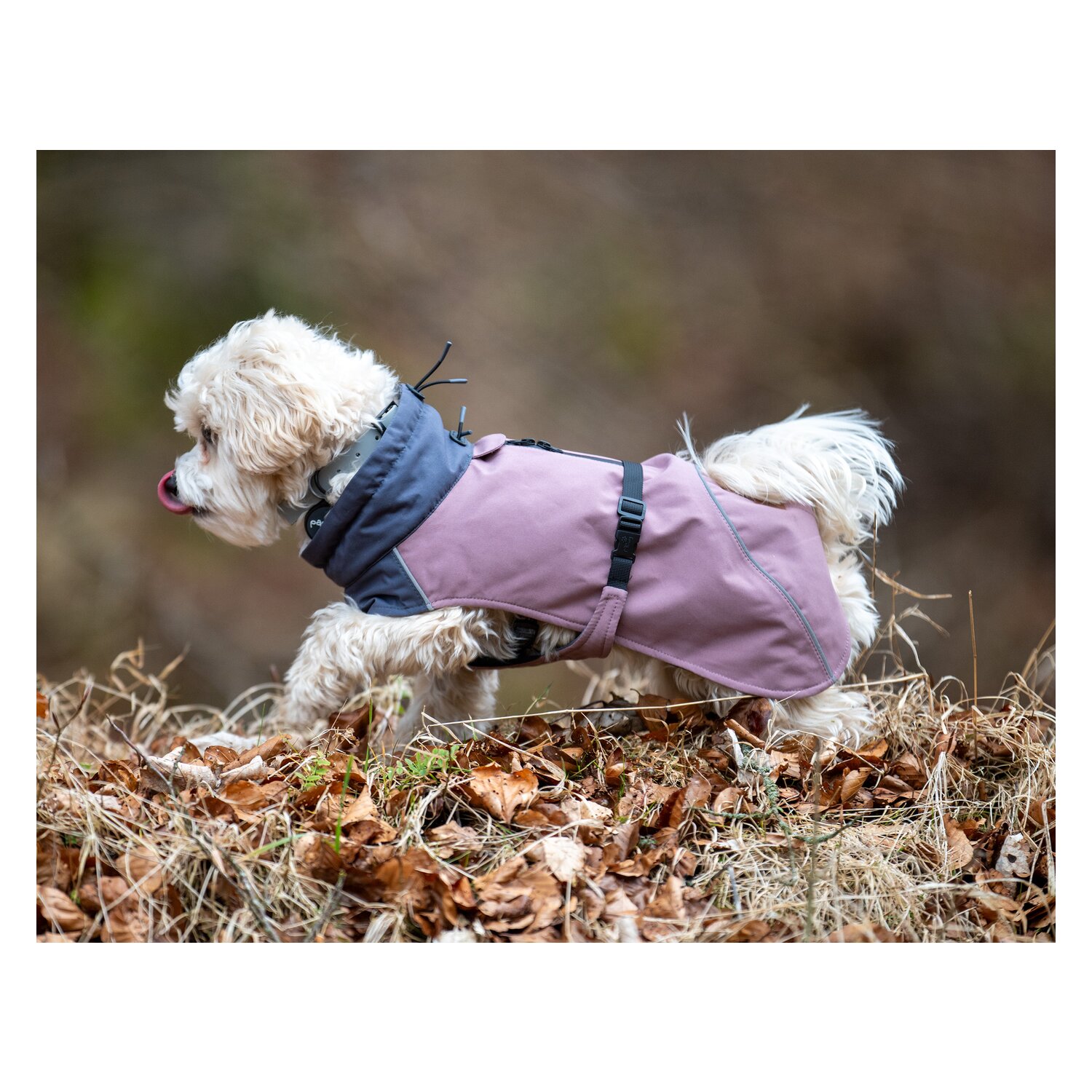 pawberry Hunde-Wintermantel Tallinn – Ansicht 1