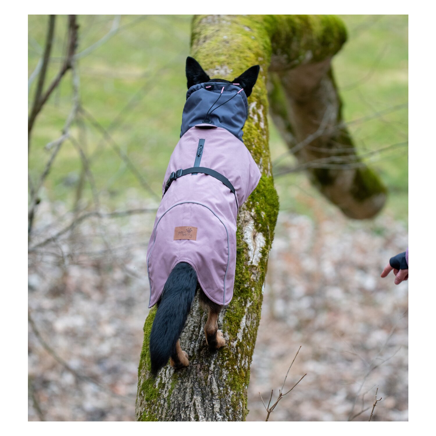 pawberry Hunde-Wintermantel Tallinn – Ansicht 6