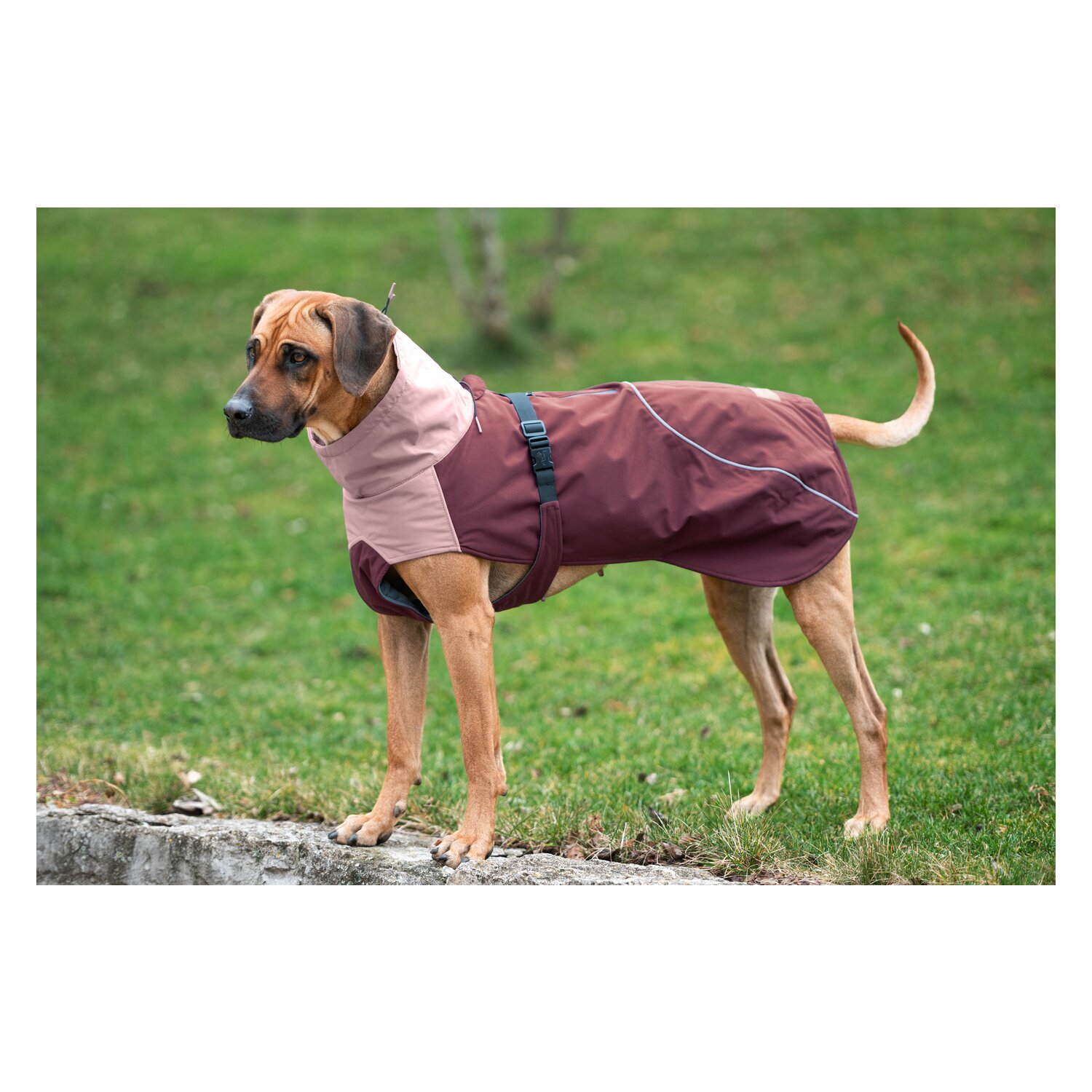 pawberry Hunde-Wintermantel Tallinn – Ansicht 4